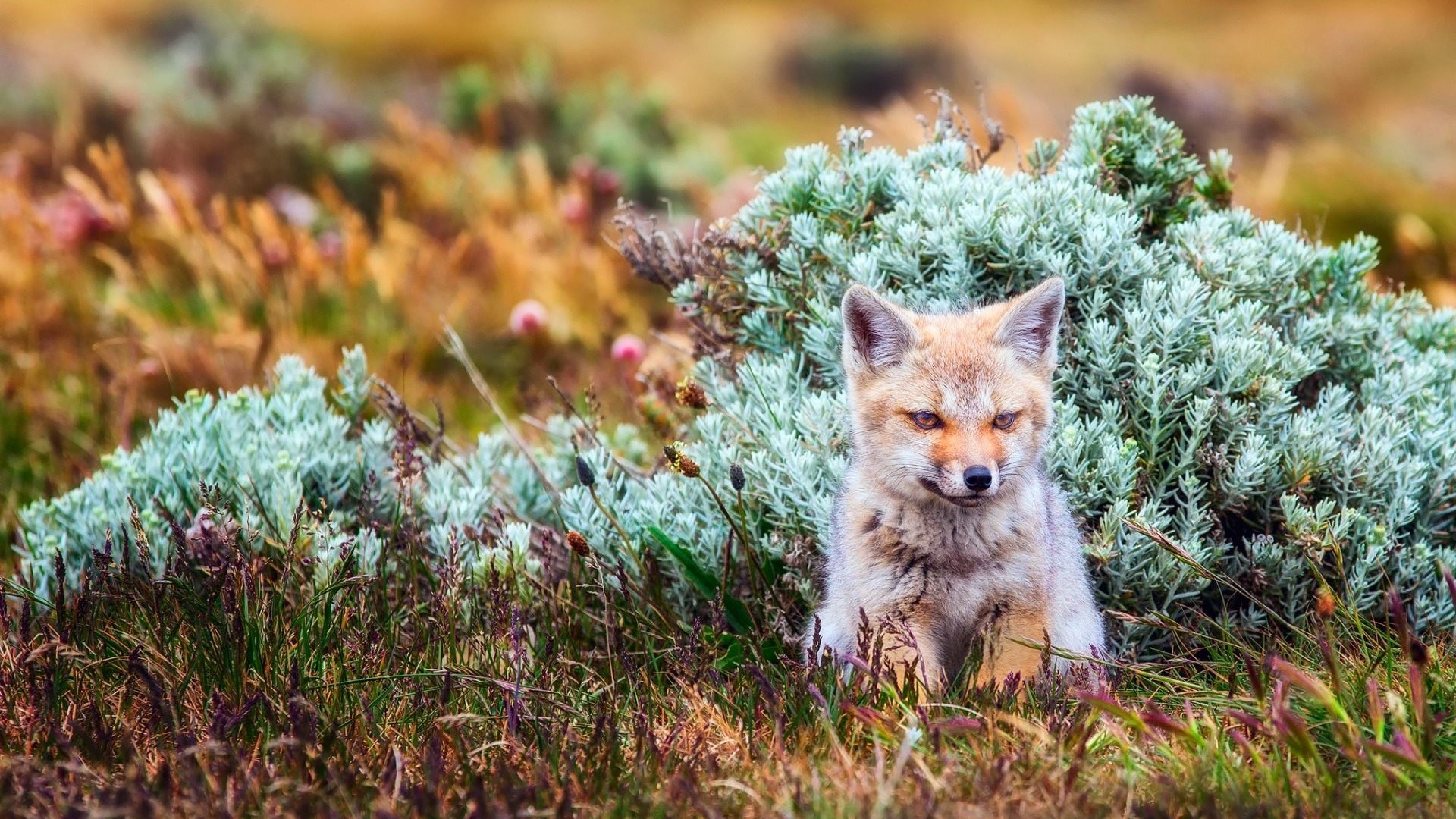 Fox sitting in tall grass and bushes HD Wallpaper
