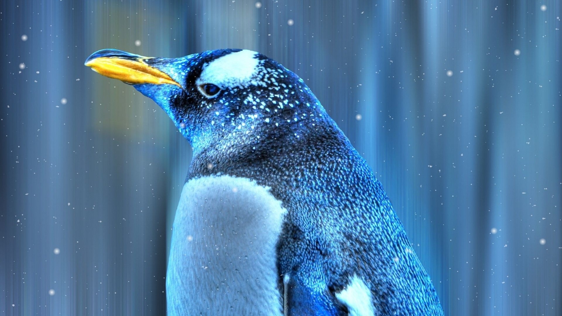 Emperor Penguin in Snowy Blue Background HD Wallpaper