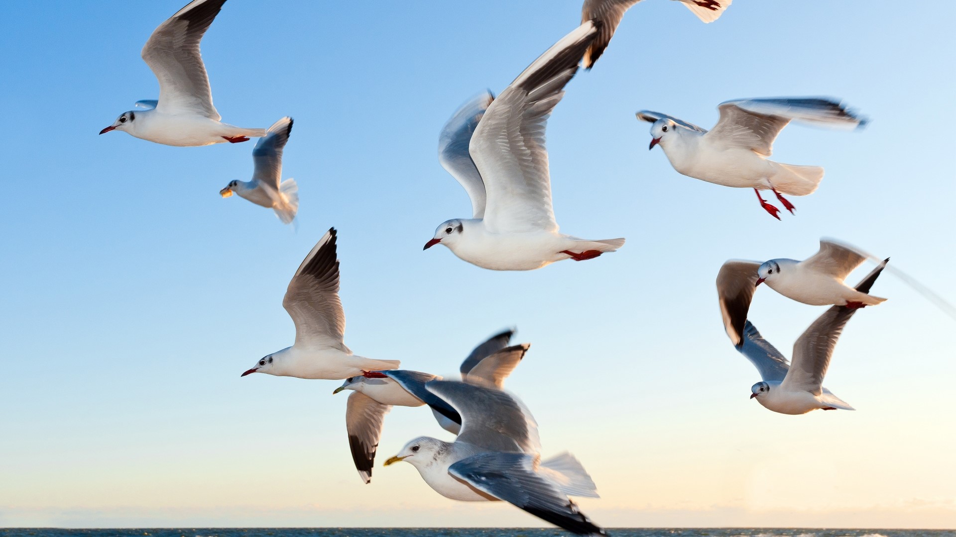 Seagulls flying in a clear blue sky HD Wallpaper