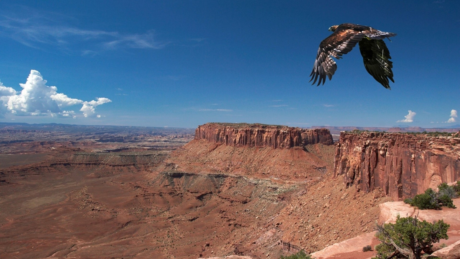 Eagle flying over Grand Canyon HD Wallpaper