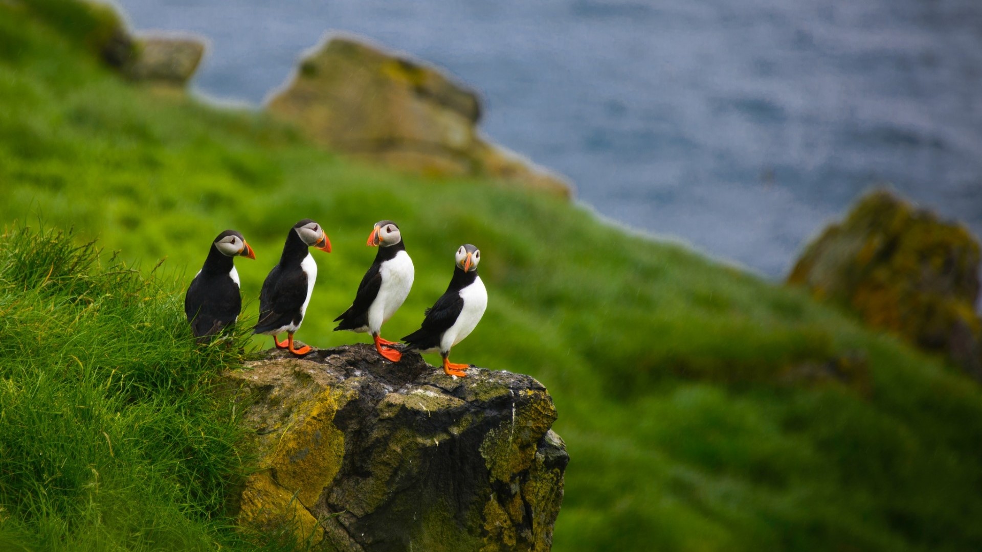 Four puffins on a rocky cliff overlooking the ocean HD Wallpaper
