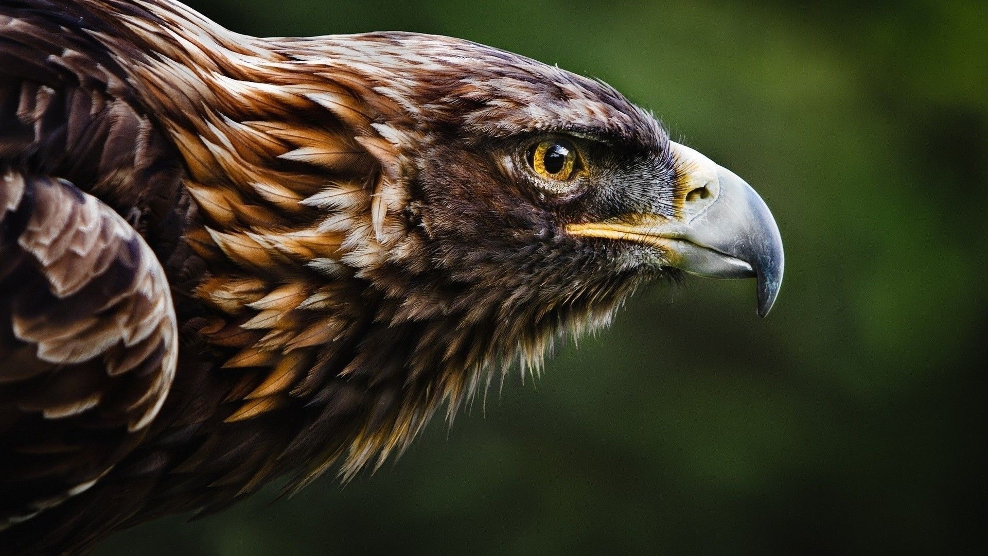 Golden Eagle Close-up Portrait HD Wallpaper