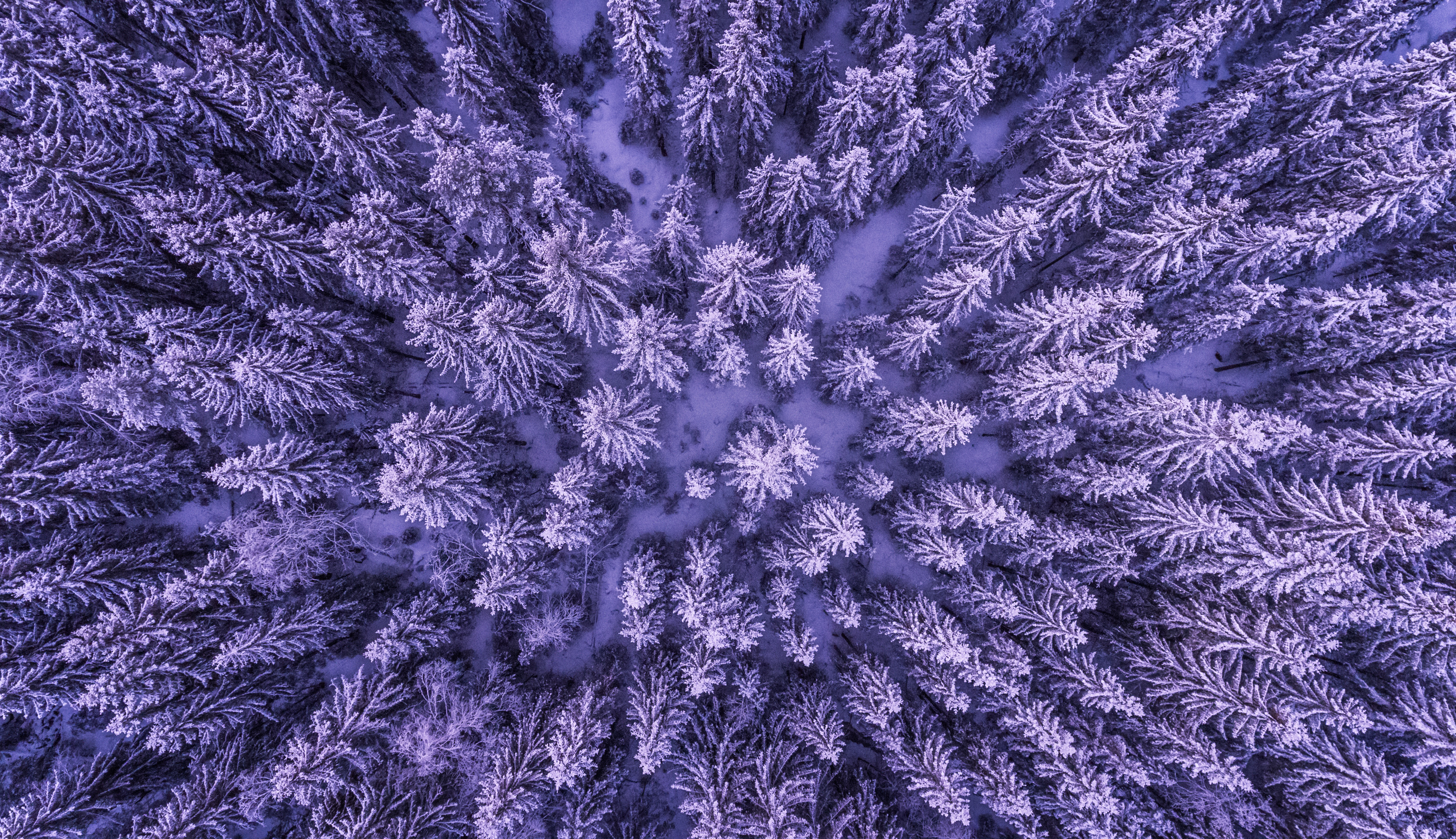 Aerial view of a frozen forest with snow-covered pine trees HD Wallpaper