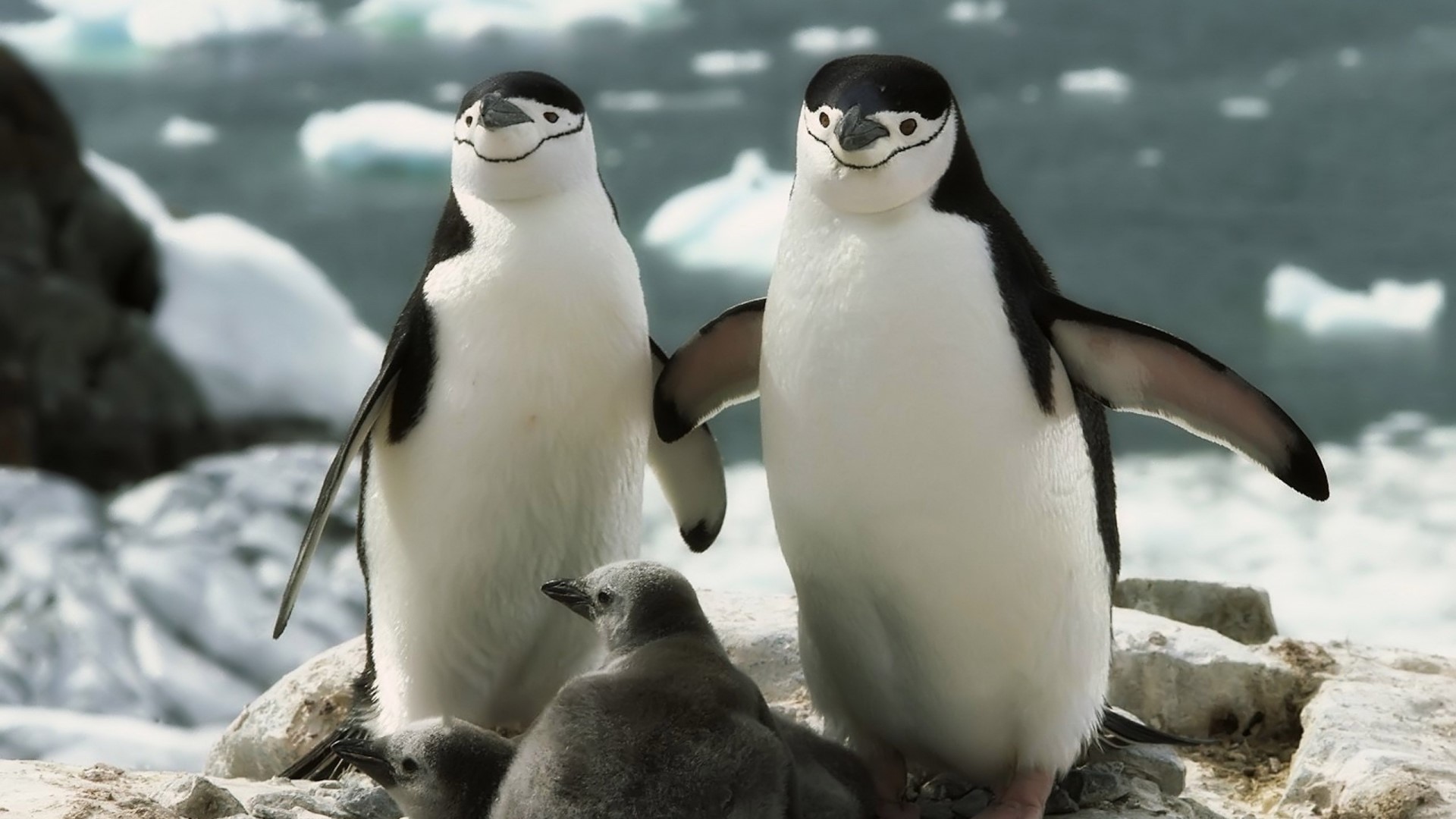 Chinstrap Penguins and Chicks on Rocky Shore HD Wallpaper