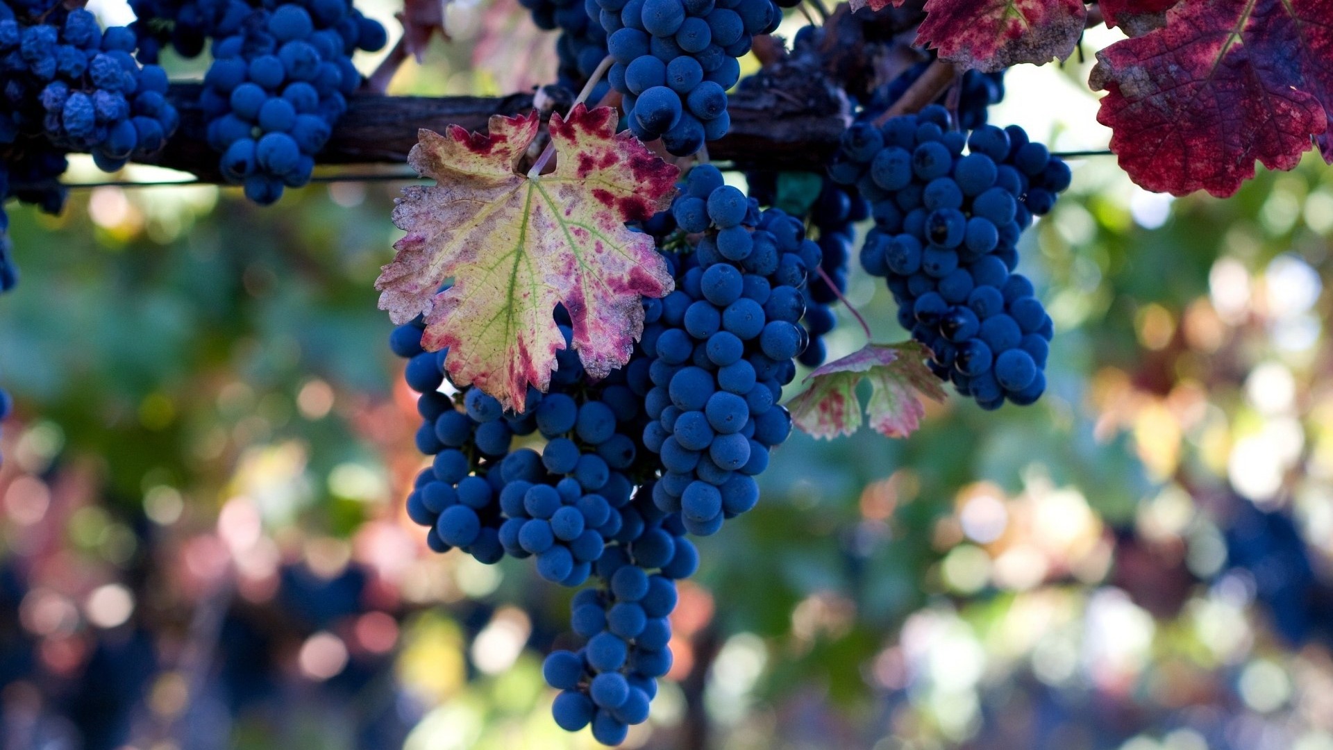 Black Grapes on a Vine HD Wallpaper