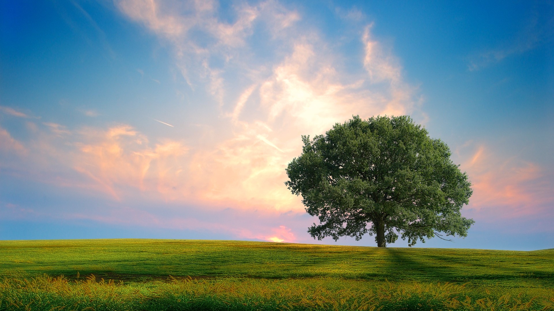 Lone tree on a grassy hill at sunset HD Wallpaper