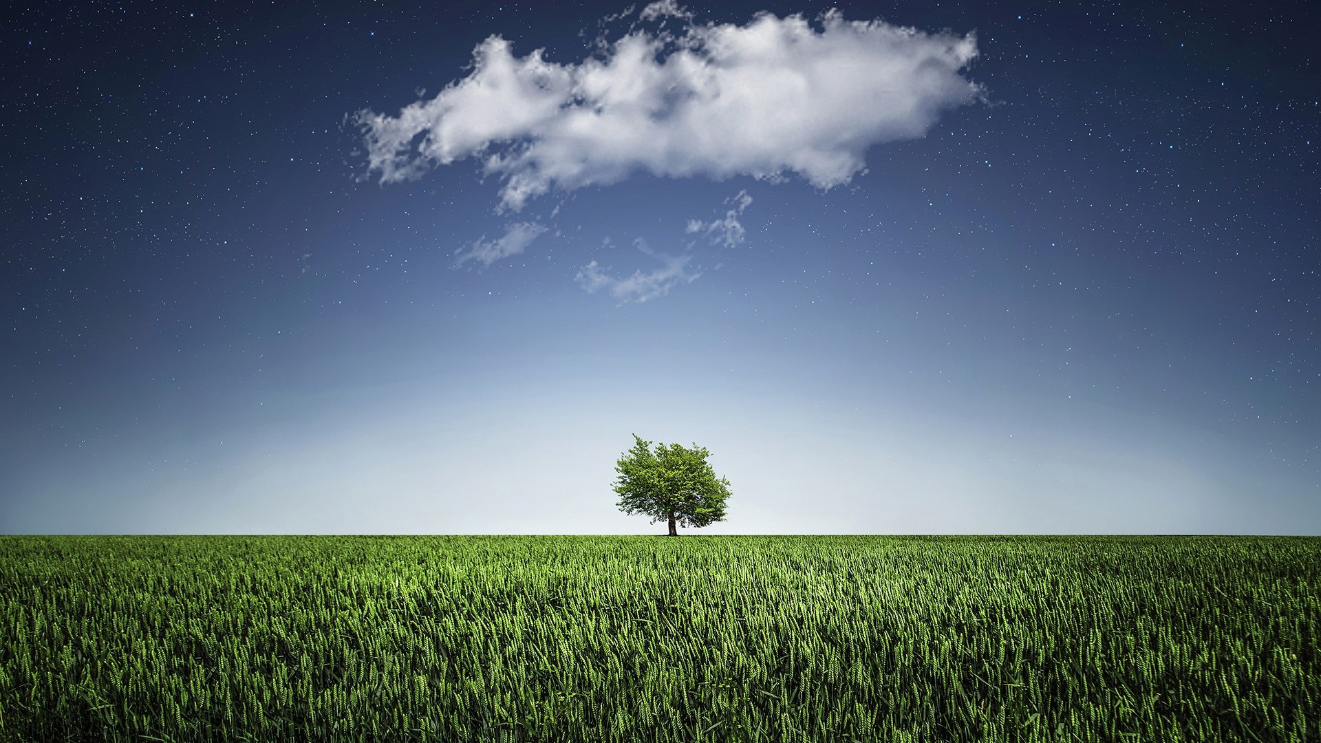 Green tree in a field under a starry sky HD Wallpaper