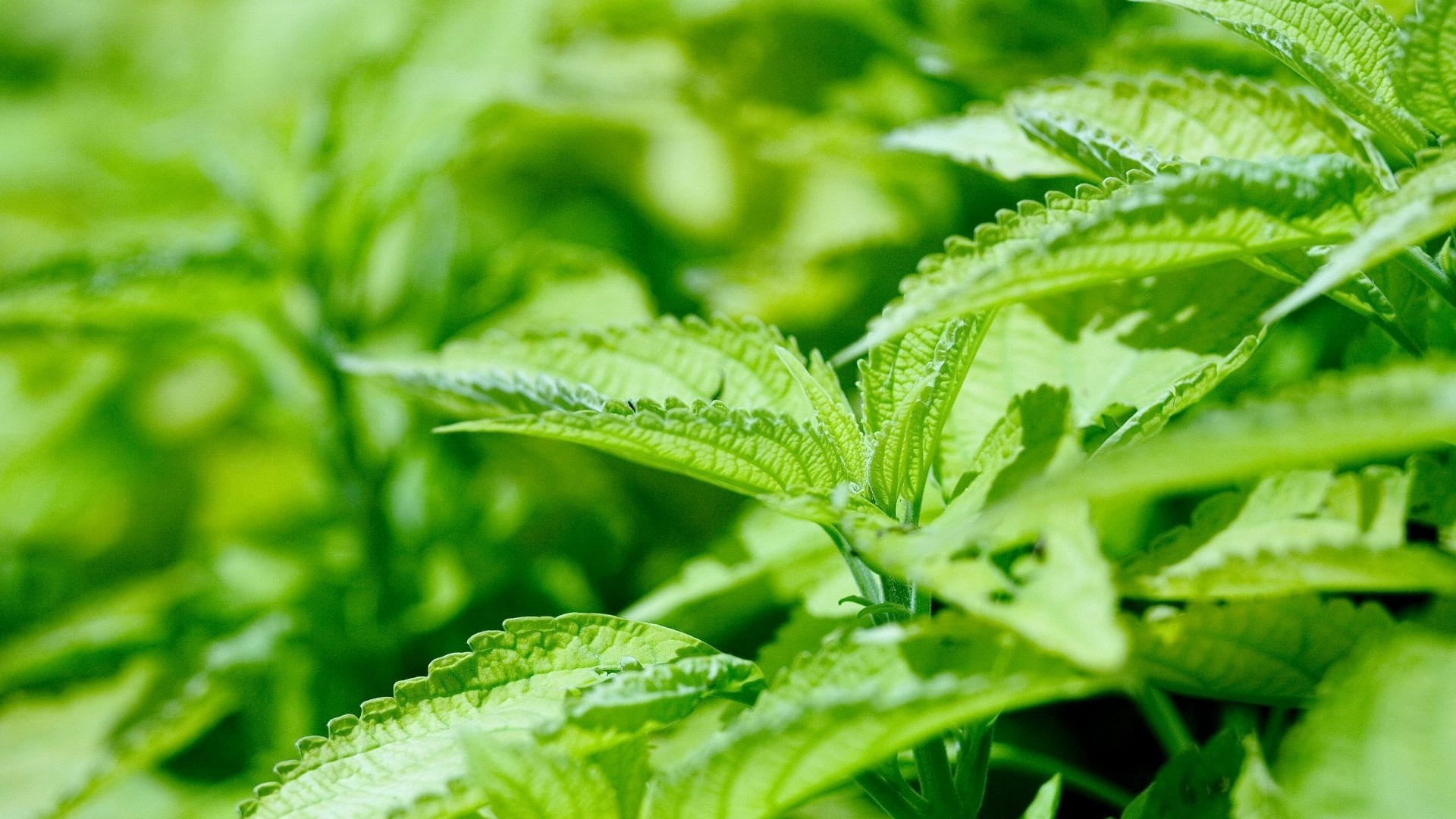 Green Leaves Close-up HD Wallpaper
