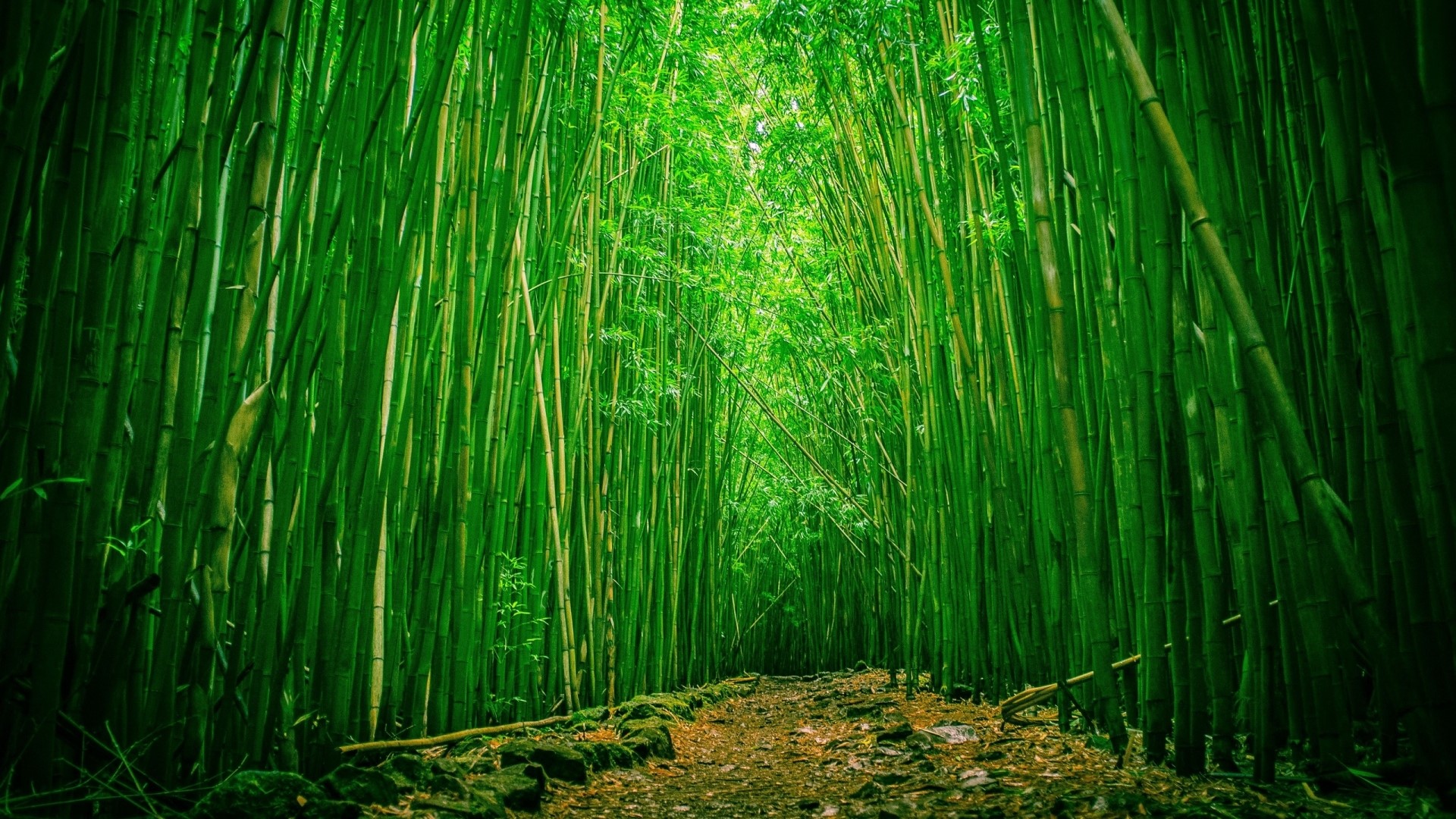 Green Bamboo Forest Path HD Wallpaper
