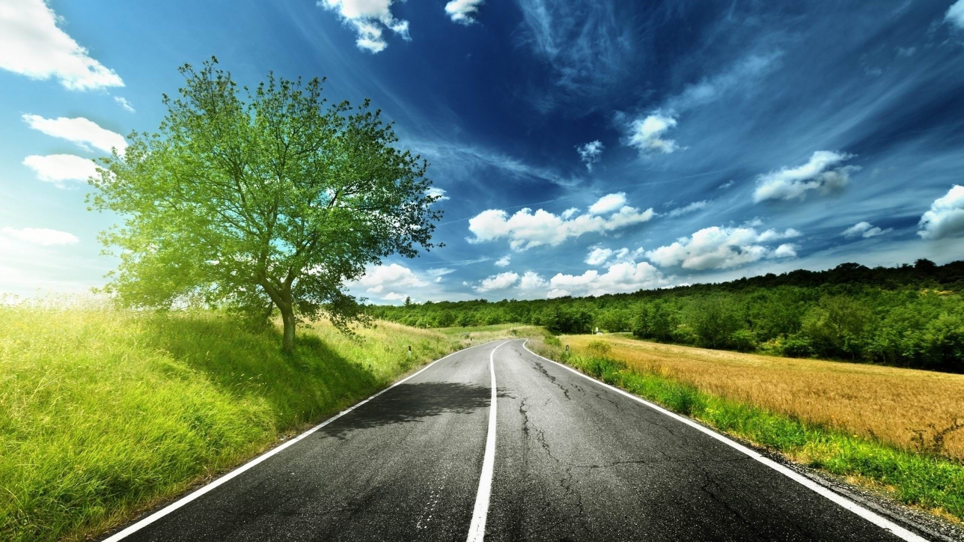 Road through green fields and forest under blue sky HD Wallpaper