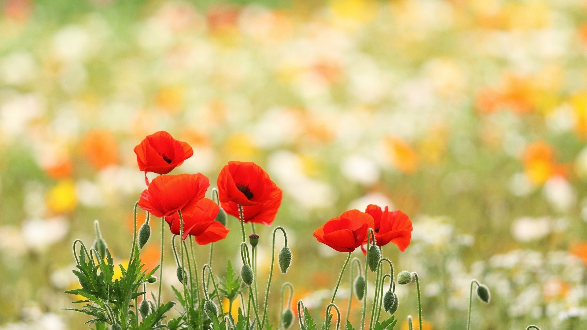 Field of Red Poppies and Wildflowers HD Wallpaper