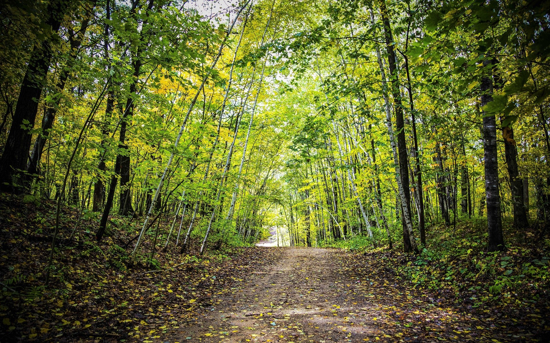 Dirt path through a sunlit forest in autumn HD Wallpaper