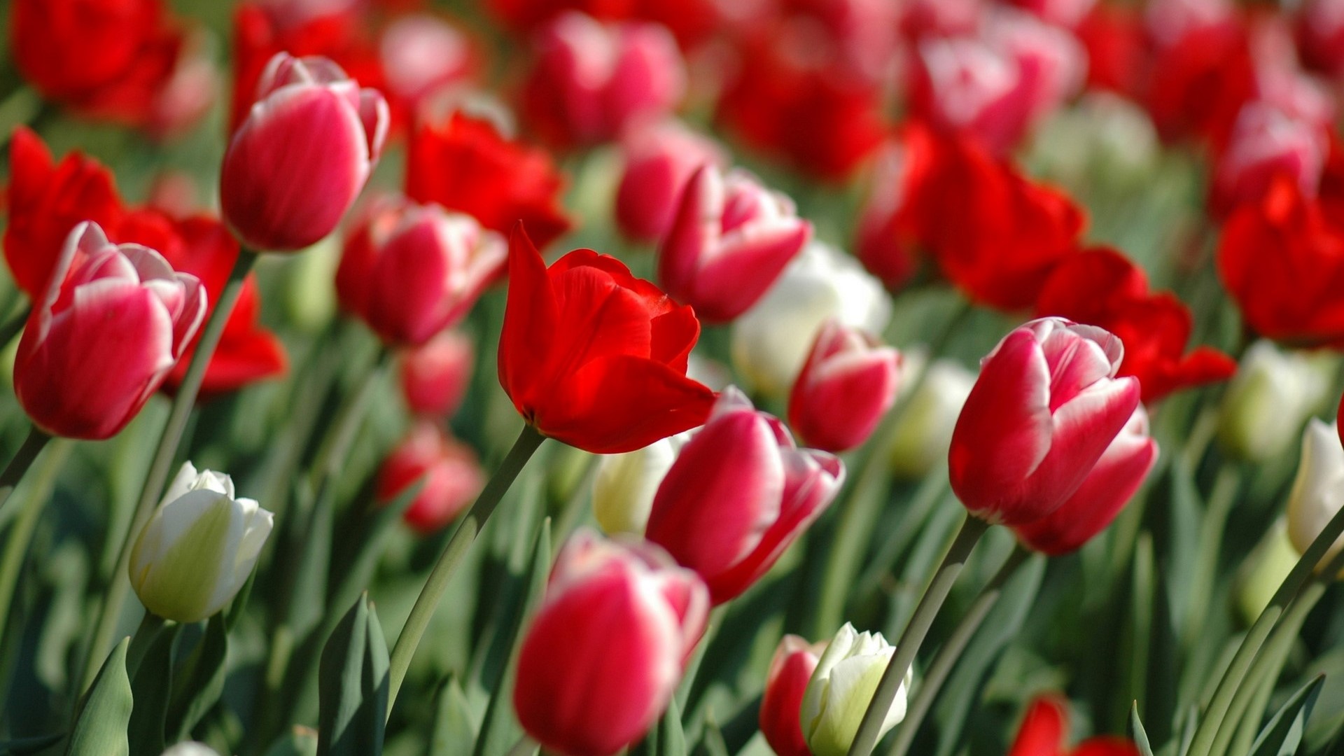 Red and White Tulips in a Field HD Wallpaper