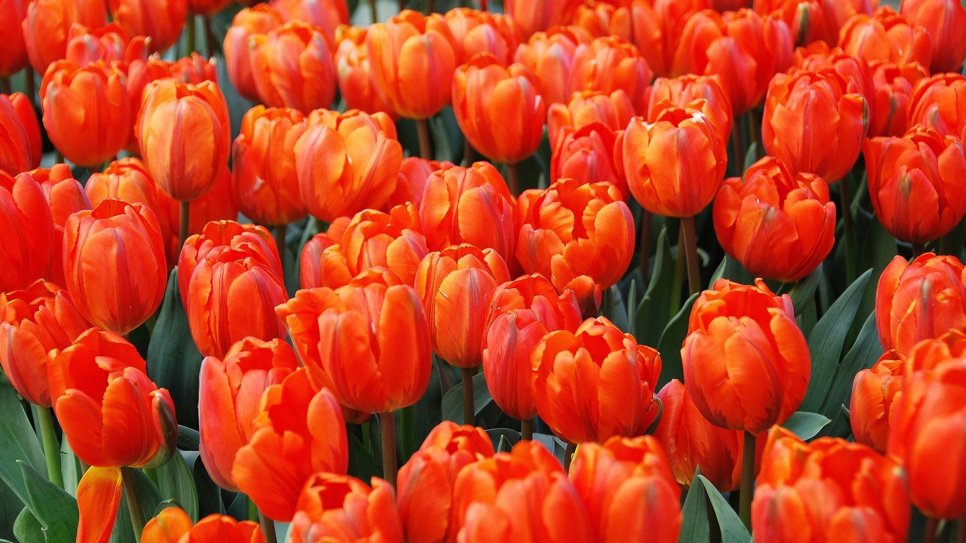 Orange Tulips Flowers HD Wallpaper