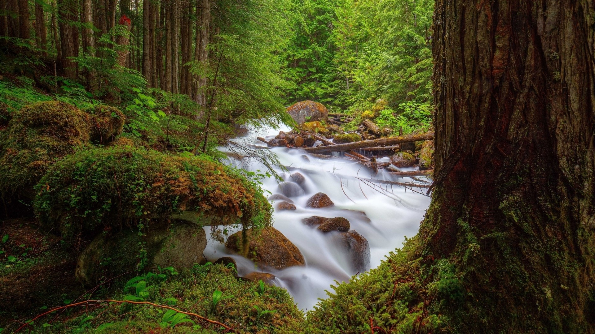 River flowing through a mossy forest HD Wallpaper