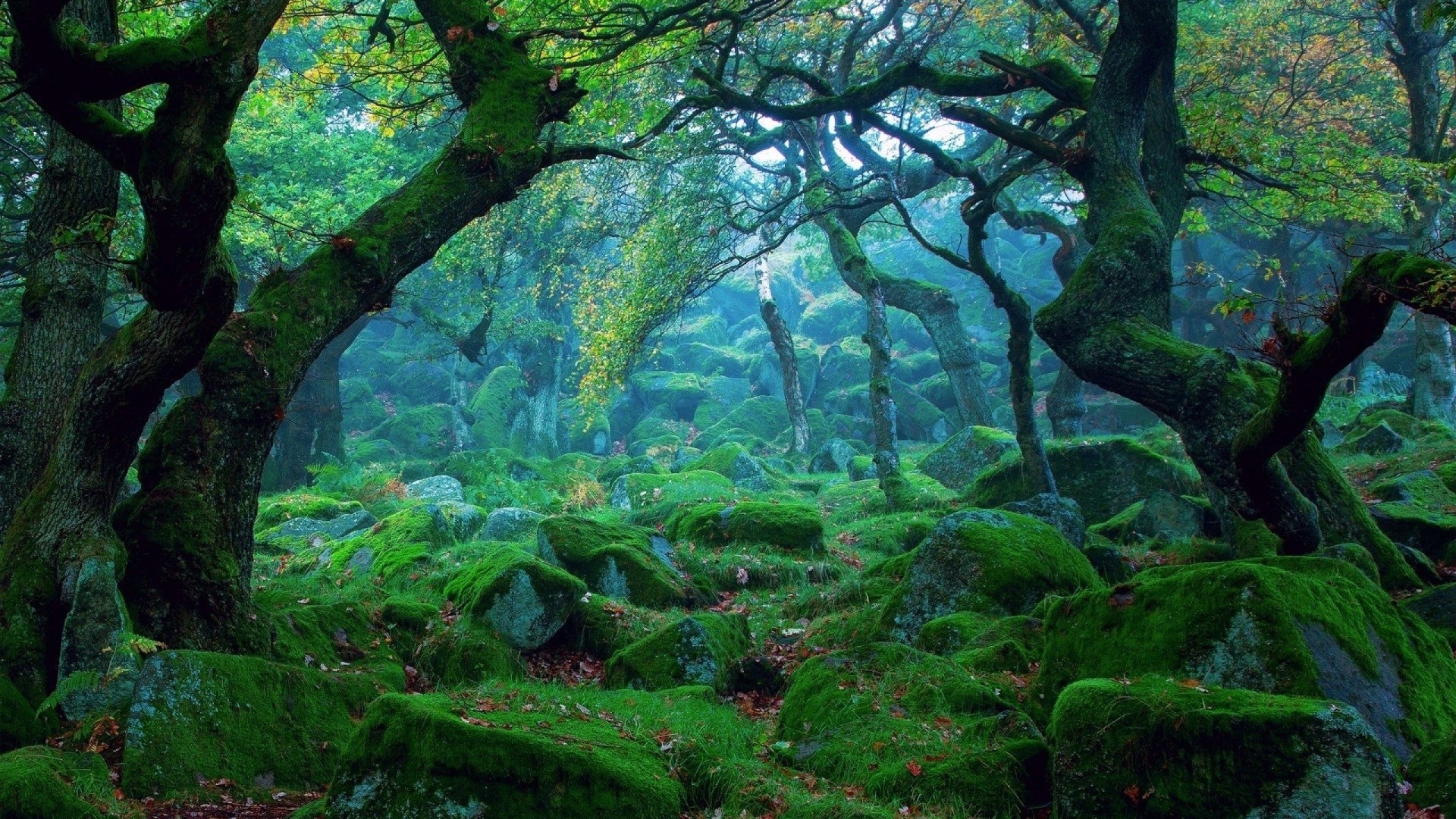 Moss-covered rocks and trees in a forest HD Wallpaper