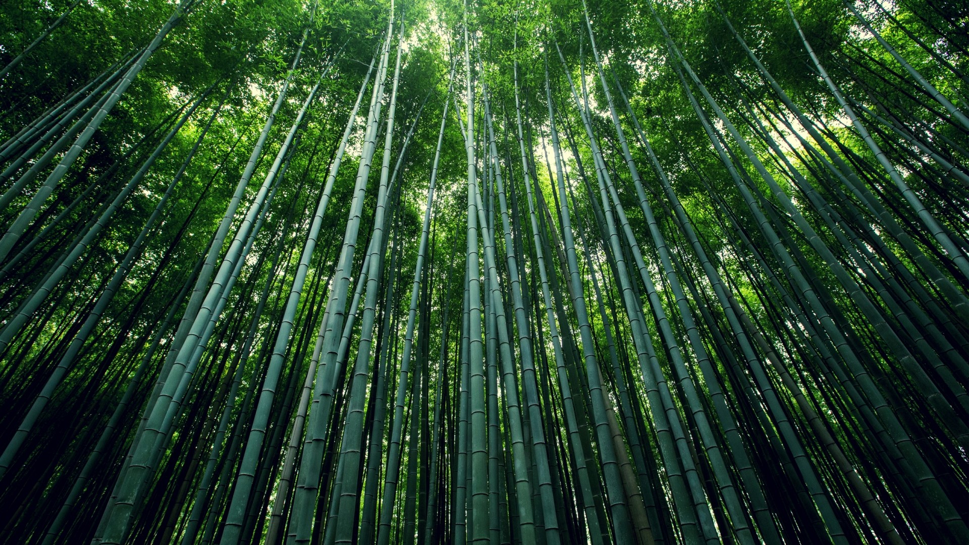 Green bamboo forest looking up HD Wallpaper