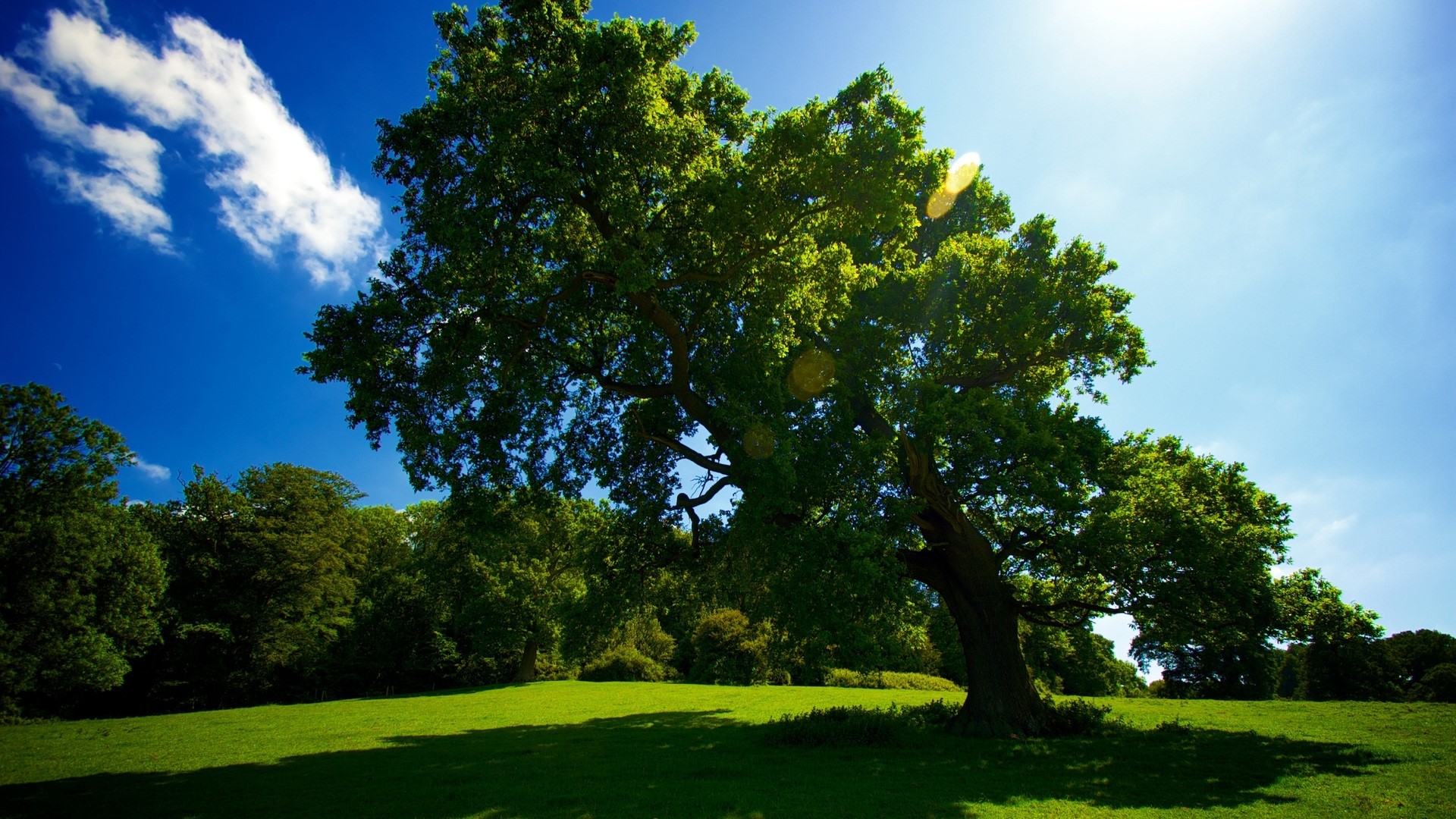 Green Tree in a Sunny Meadow HD Wallpaper