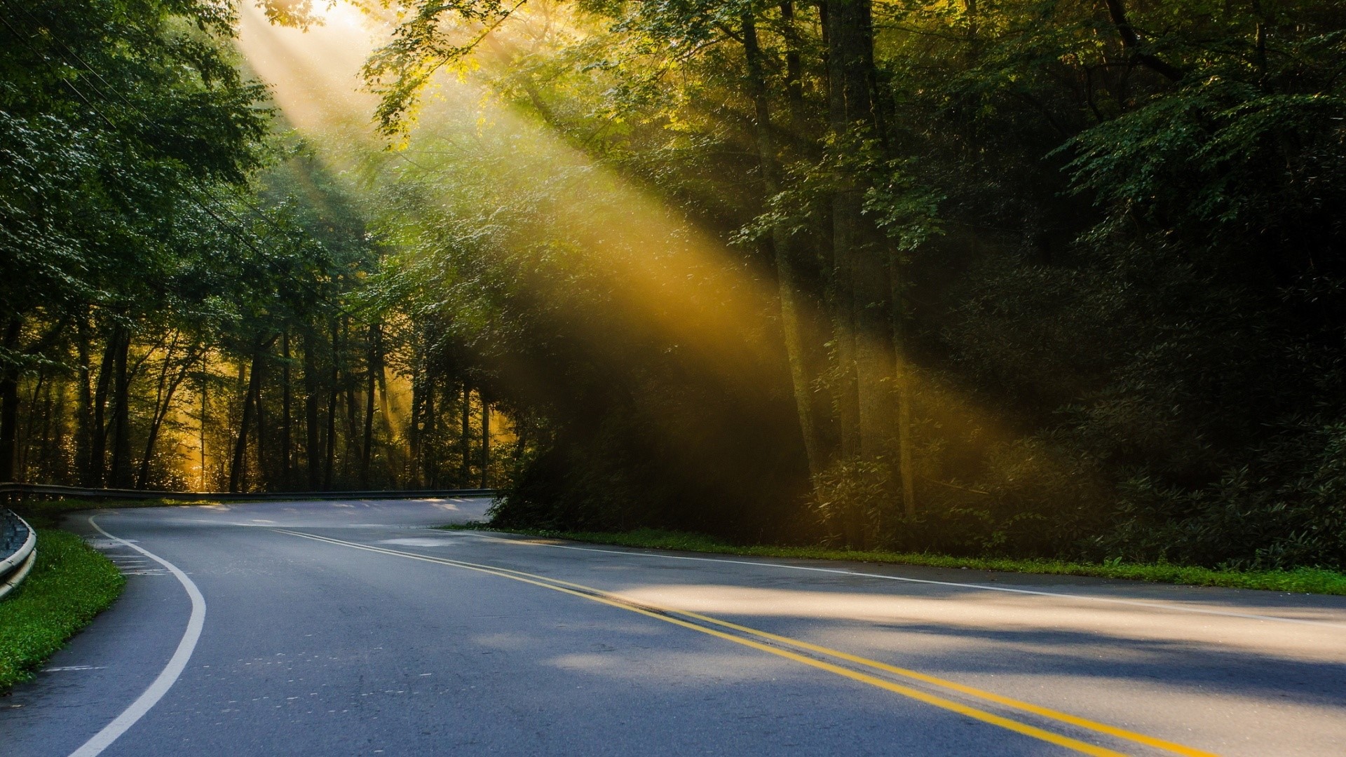 Road through a forest with sunbeams HD Wallpaper