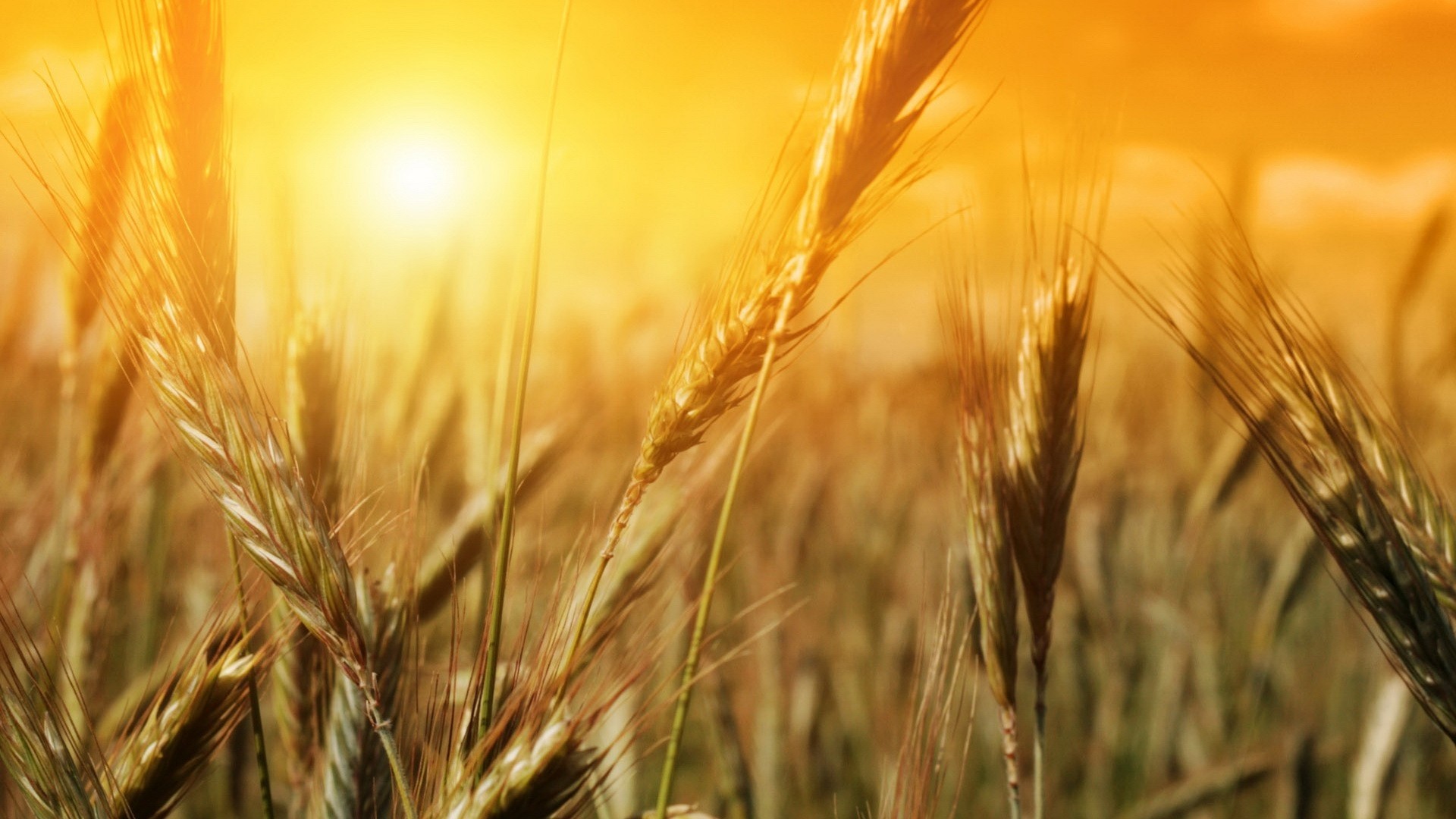 Wheat Field at Sunset HD Wallpaper