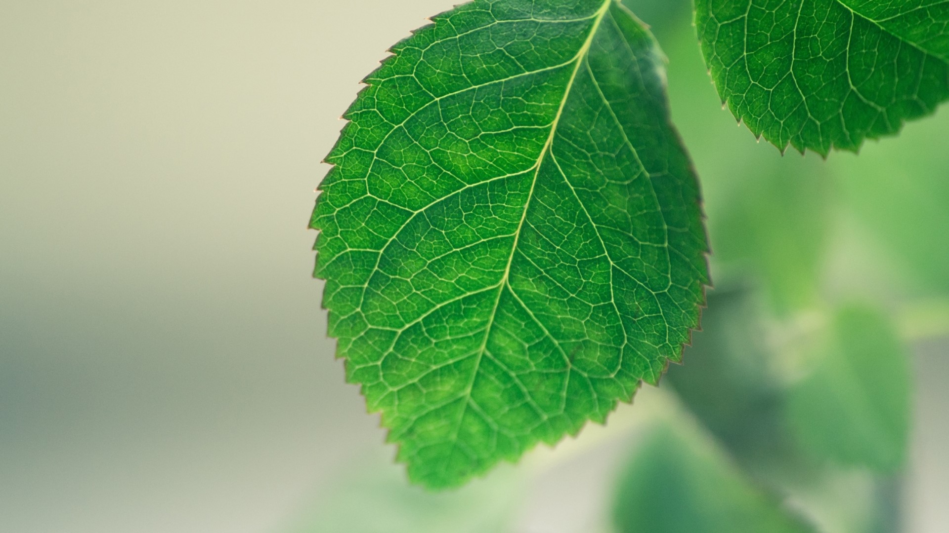 Close-up of a fresh green leaf with intricate veins HD Wallpaper