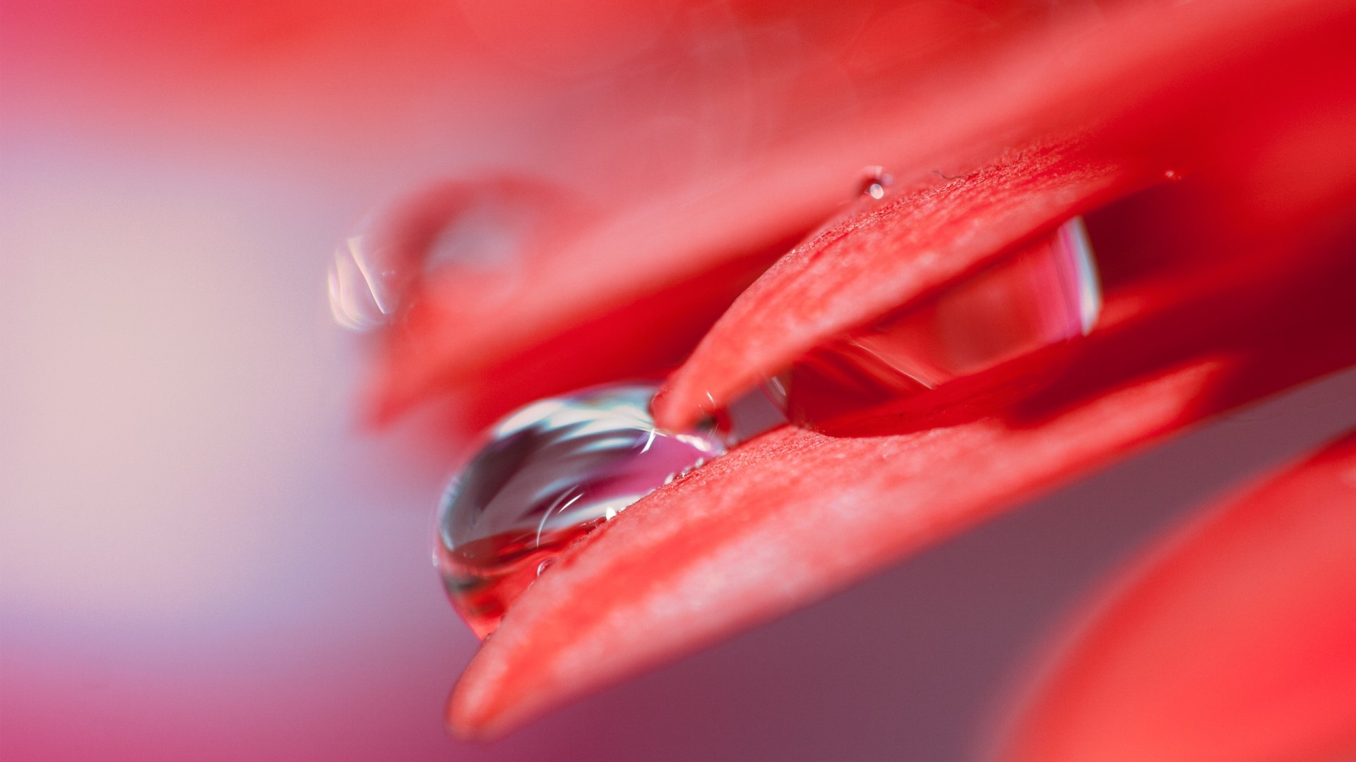 Red flower petal with water drops HD Wallpaper