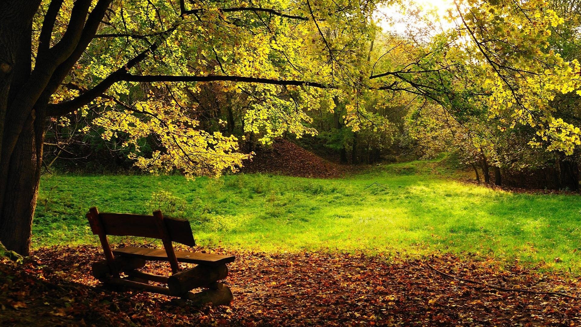 Park bench in autumn forest with fallen leaves HD Wallpaper