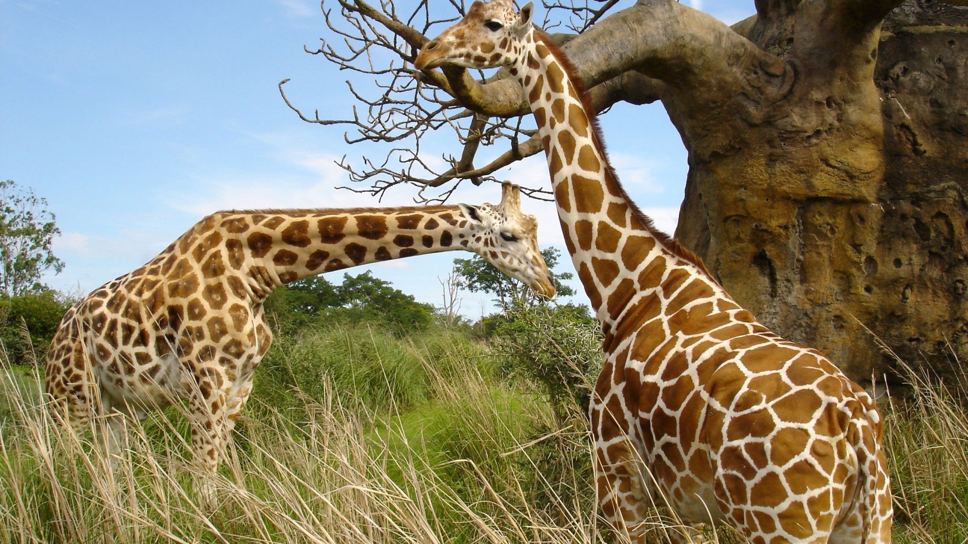 Two giraffes near a tree HD Wallpaper