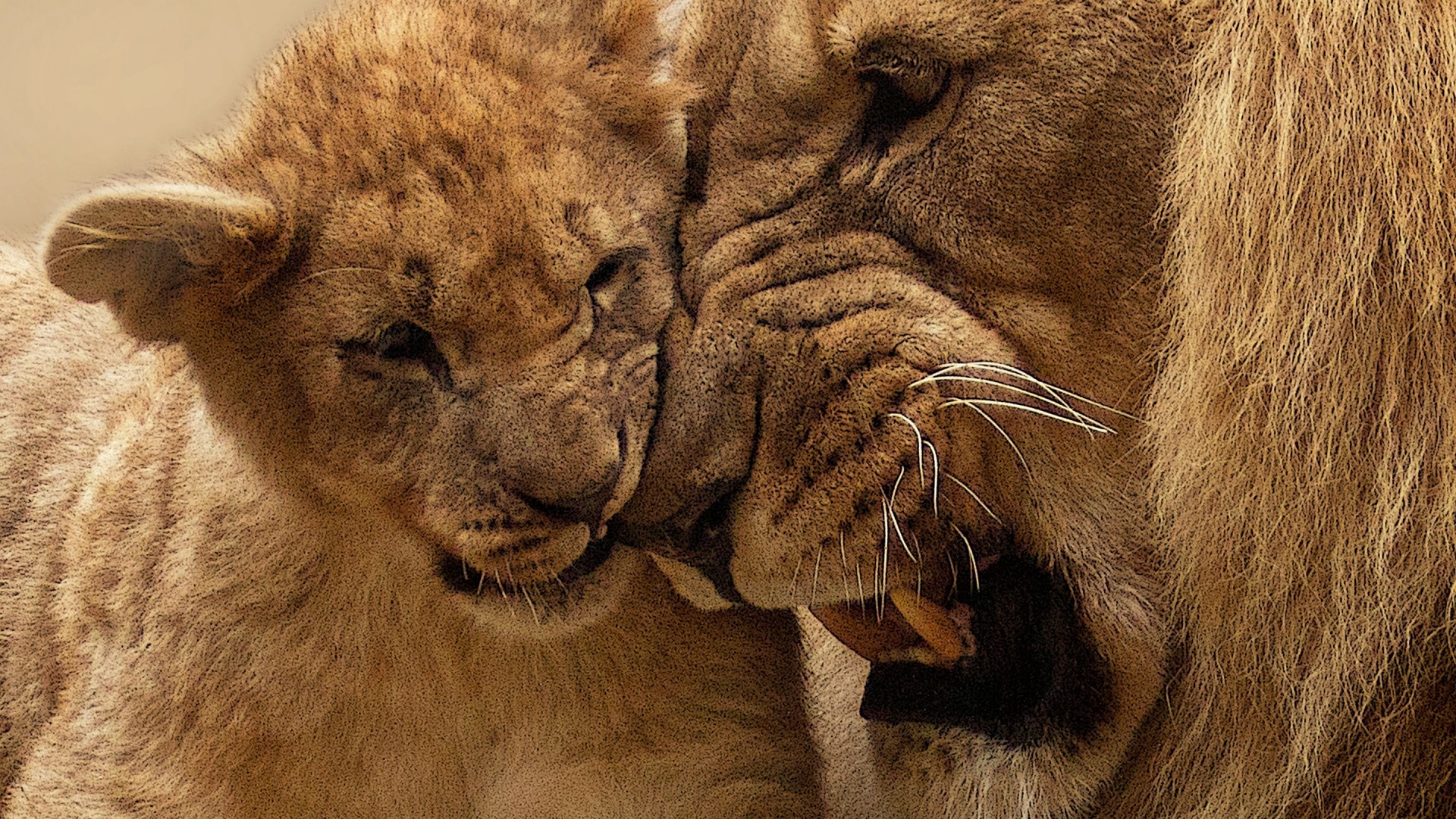 Lion cub nuzzles adult lion HD Wallpaper