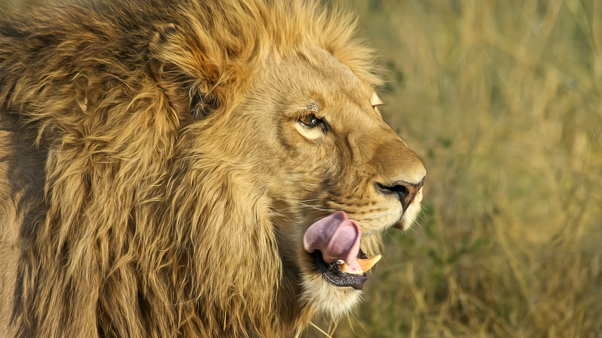 South African Lion licking its lips HD Wallpaper