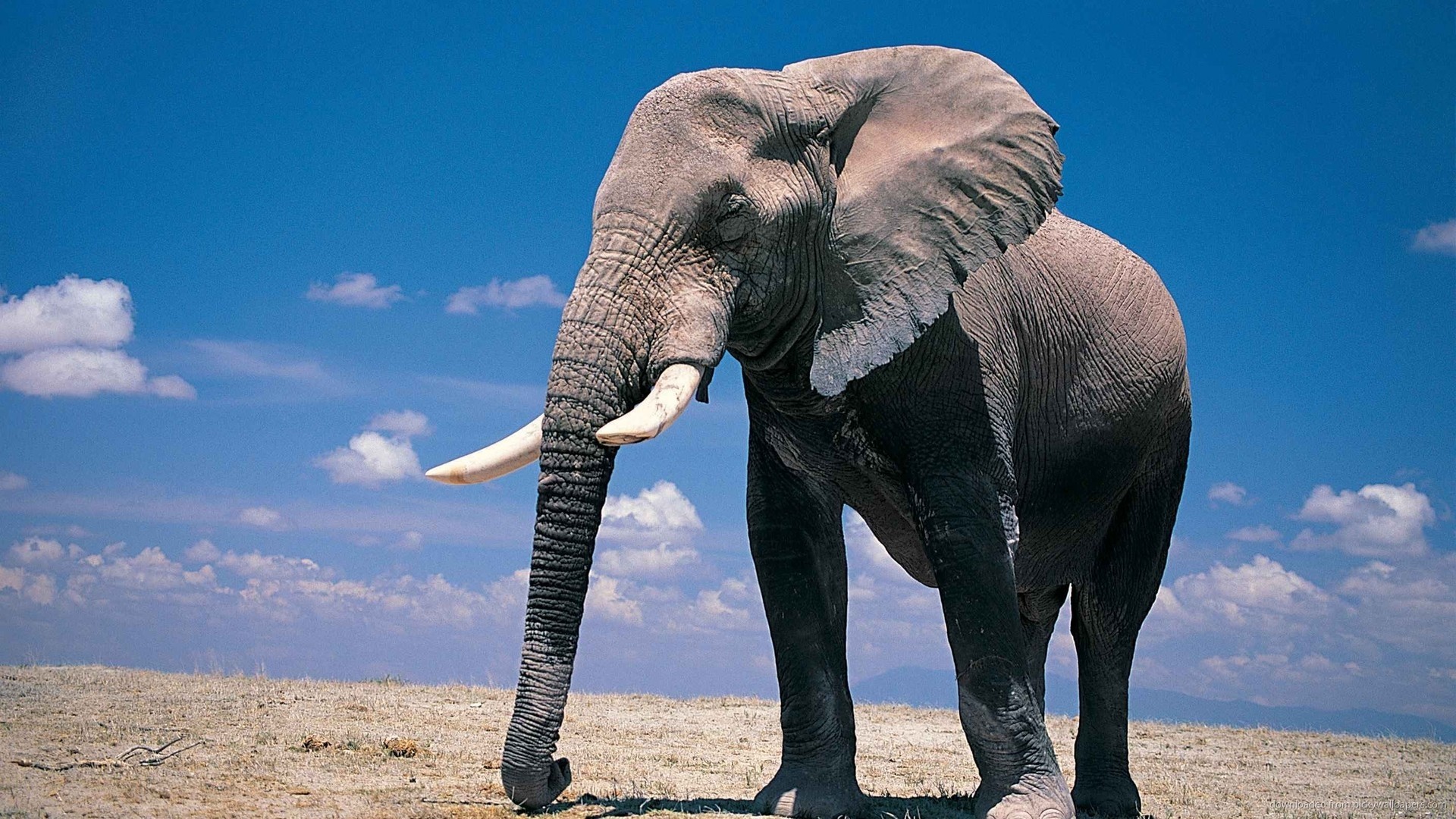African Elephant in a Dry Field Under Blue Sky HD Wallpaper