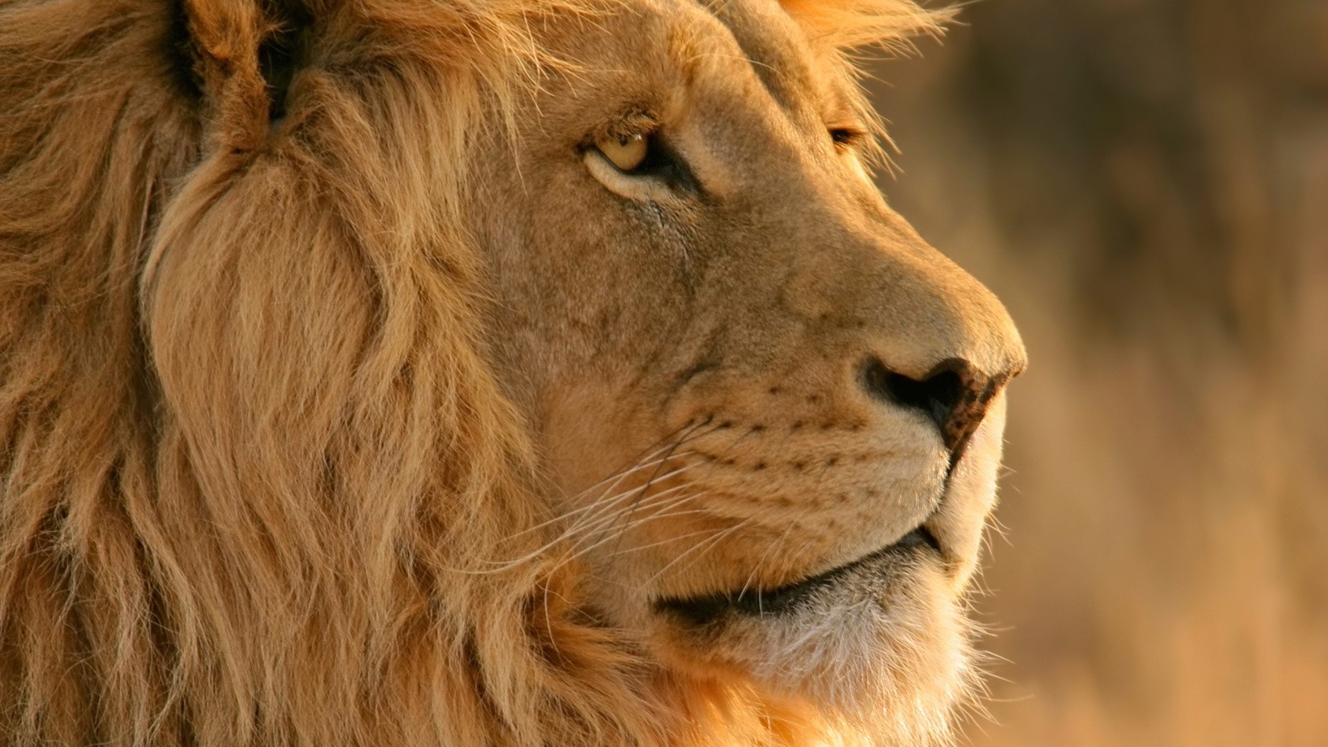 Close-up of a male lion's face HD Wallpaper