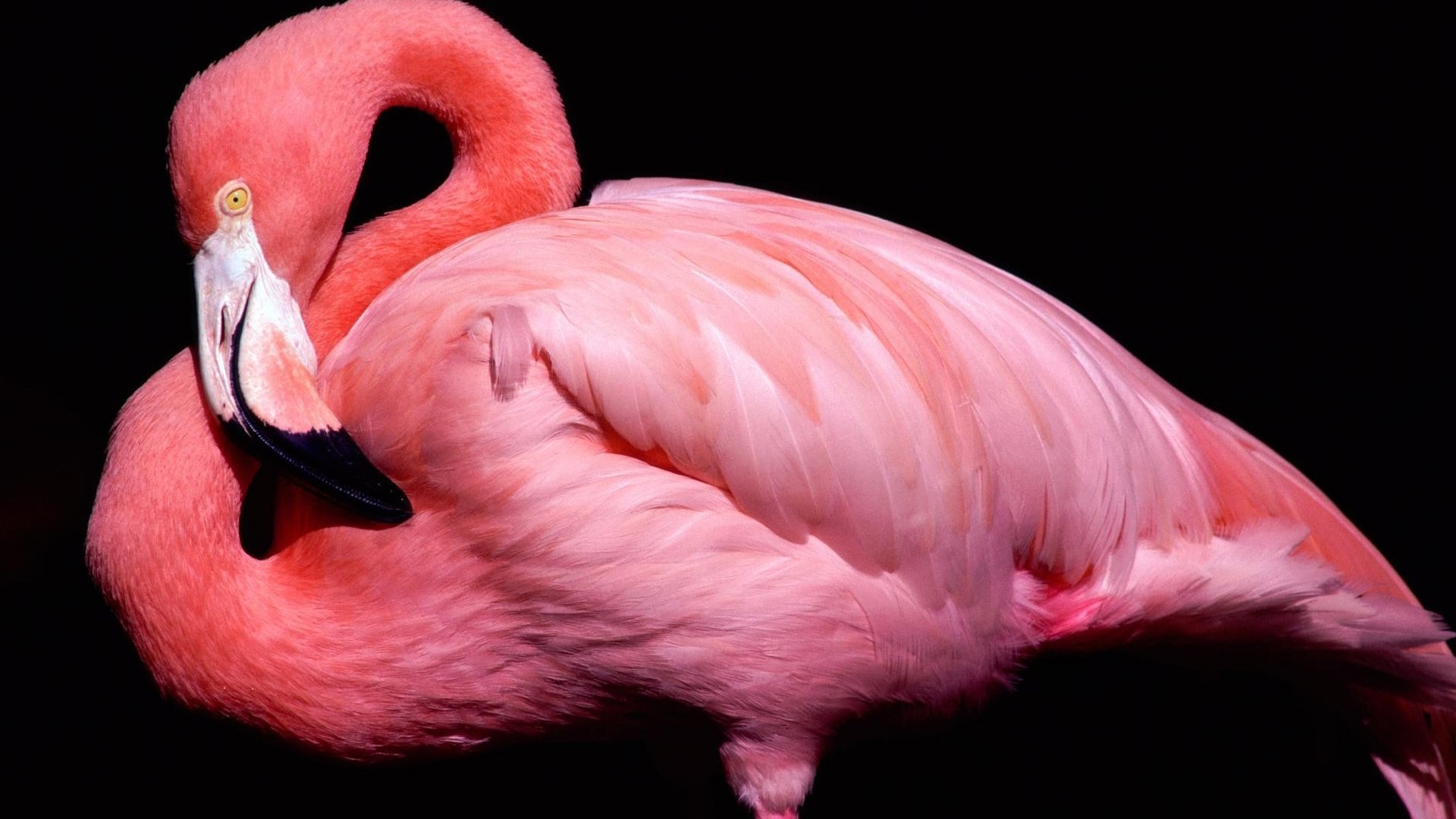 Pink Flamingo Bird HD Wallpaper
