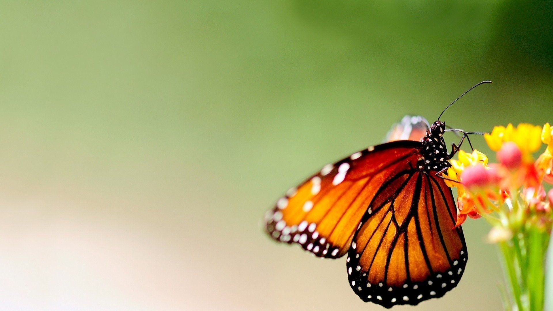 Orange butterfly on a flower HD Wallpaper