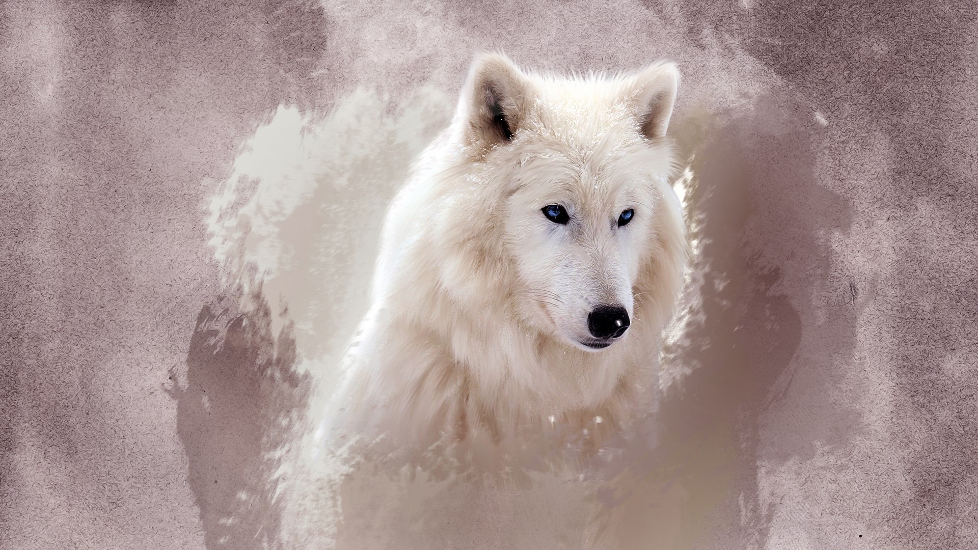 White wolf with blue eyes HD Wallpaper