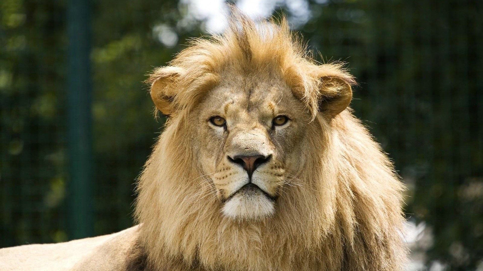 Close-up of a male lion's face HD Wallpaper