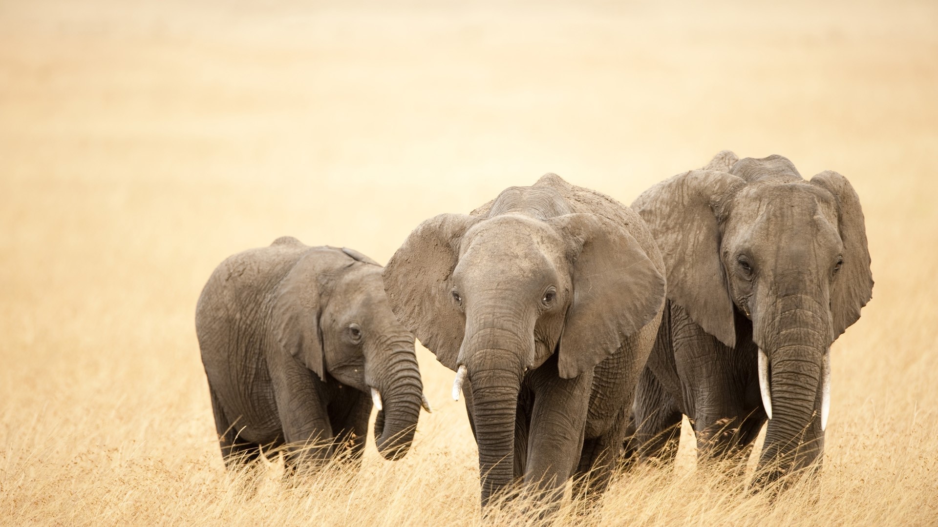 Three African Elephants Walking in Tall Grass HD Wallpaper