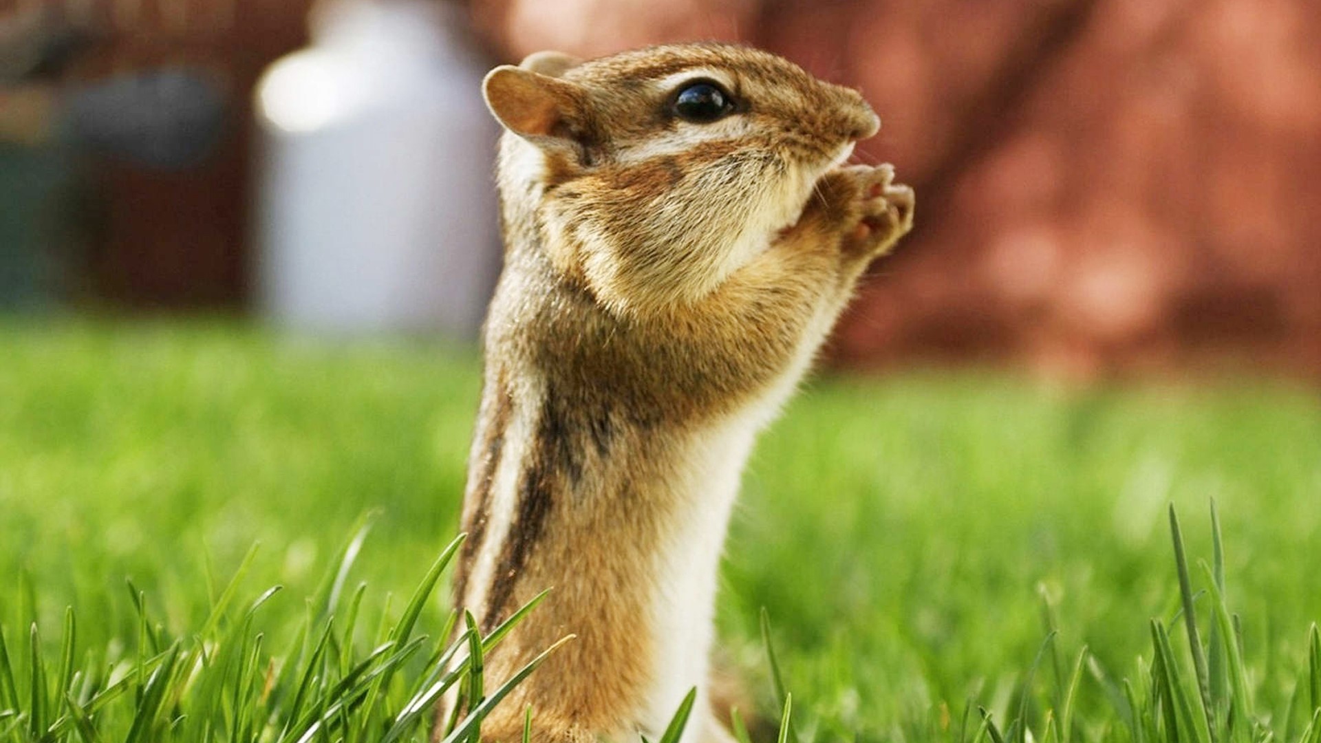 Chipmunk standing in green grass HD Wallpaper