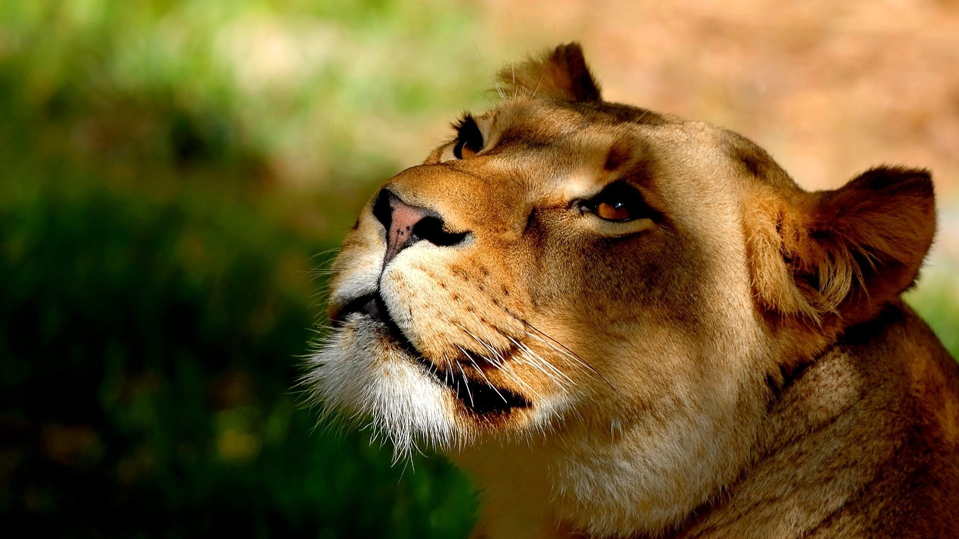 Lion head looking up HD Wallpaper