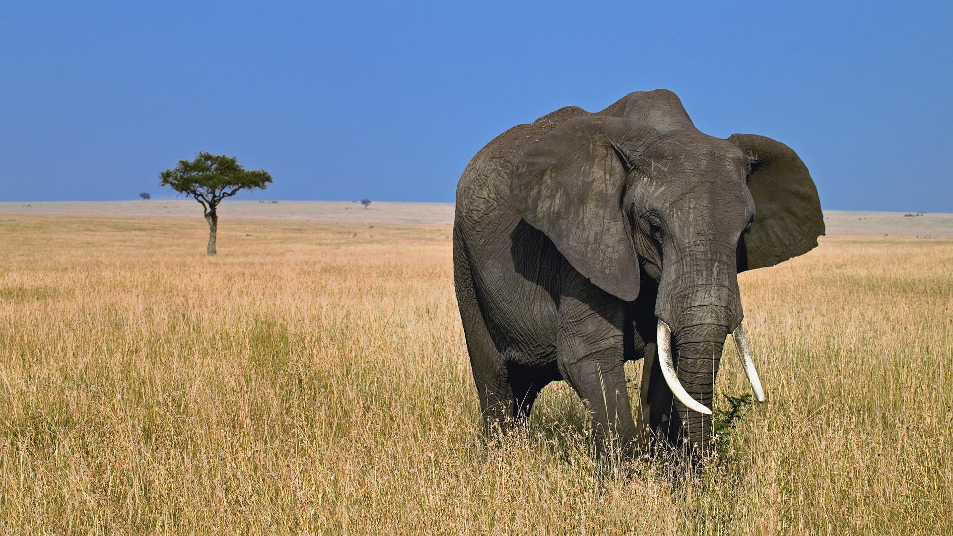 African Elephant in a Savannah HD Wallpaper