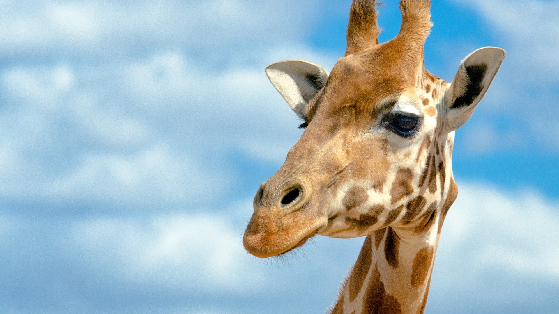 Giraffe head against a blue sky with clouds HD Wallpaper