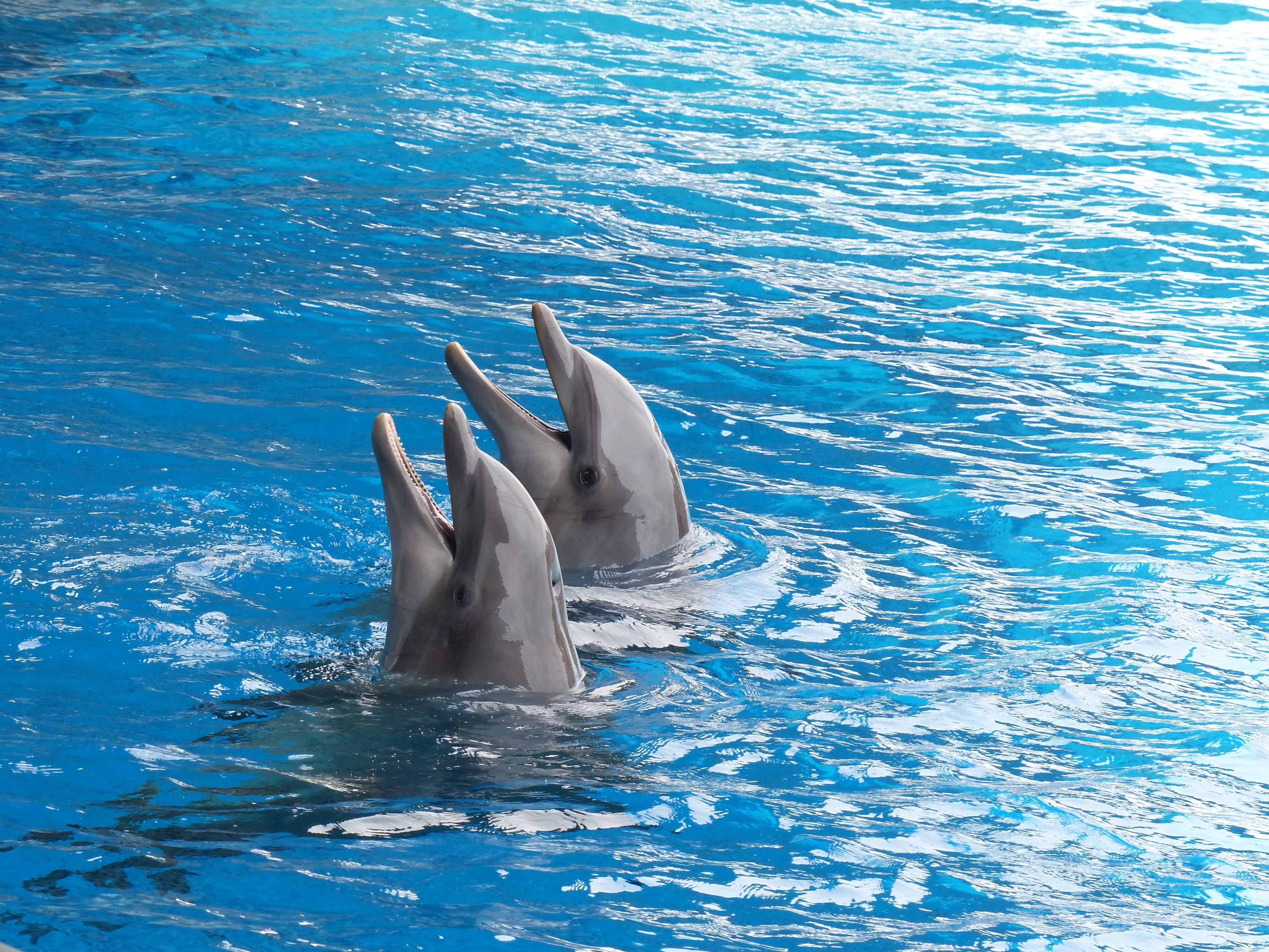 Two Dolphins in Blue Water HD Wallpaper