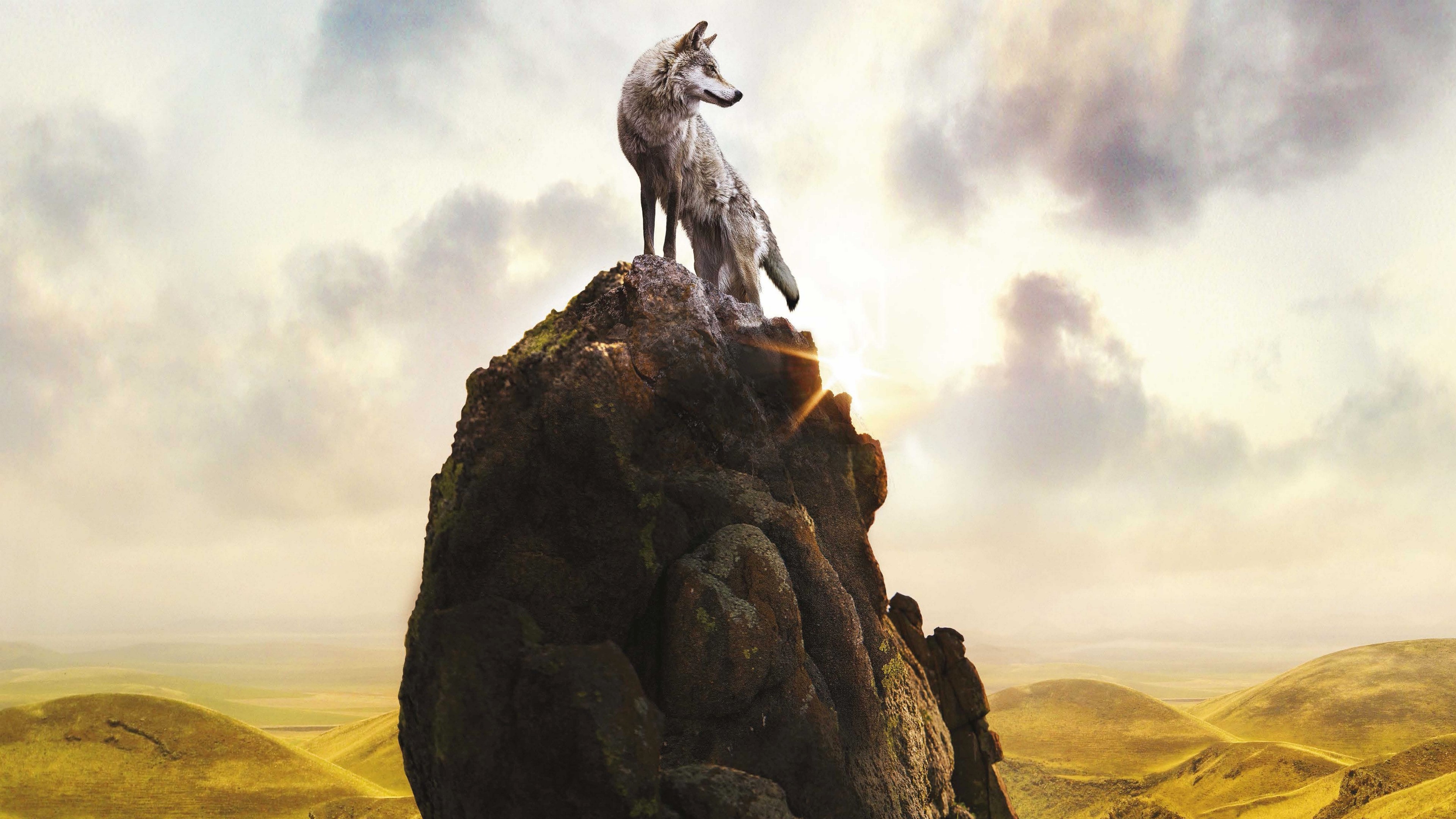 4K Wolf on a Rocky Peak HD Wallpaper