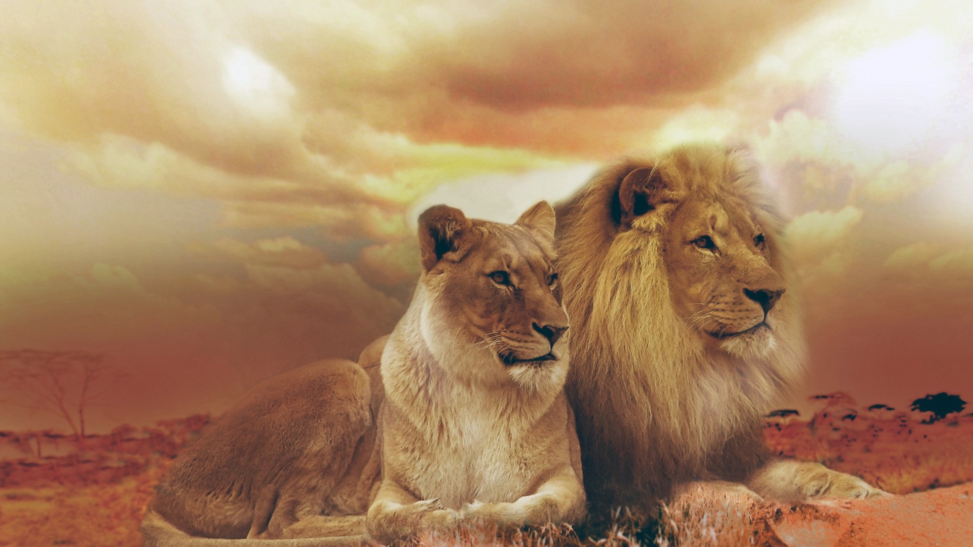 Male and Female Lions in Savannah HD Wallpaper