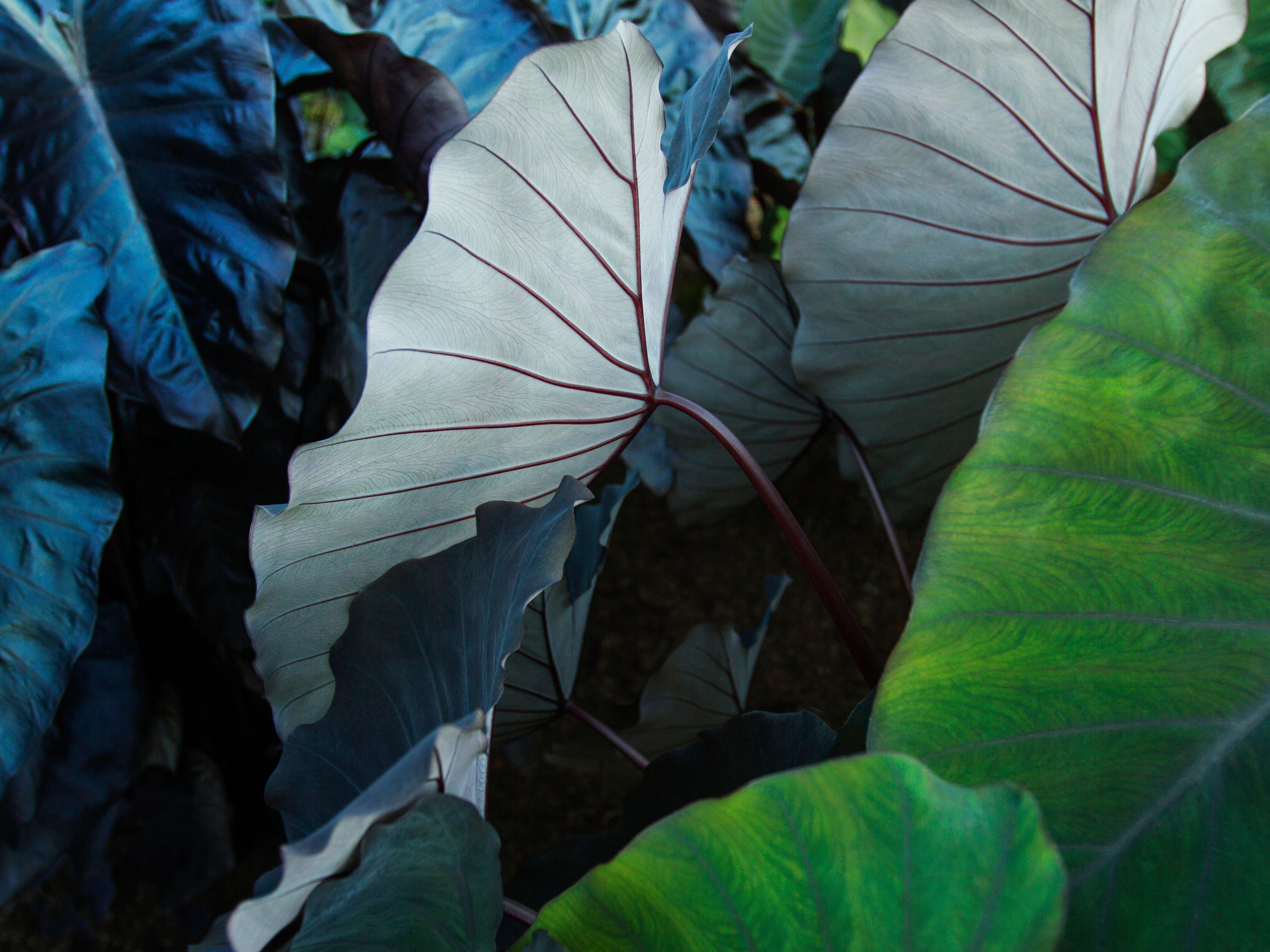 Close-up of Elephant Ear Plant Leaves HD Wallpaper