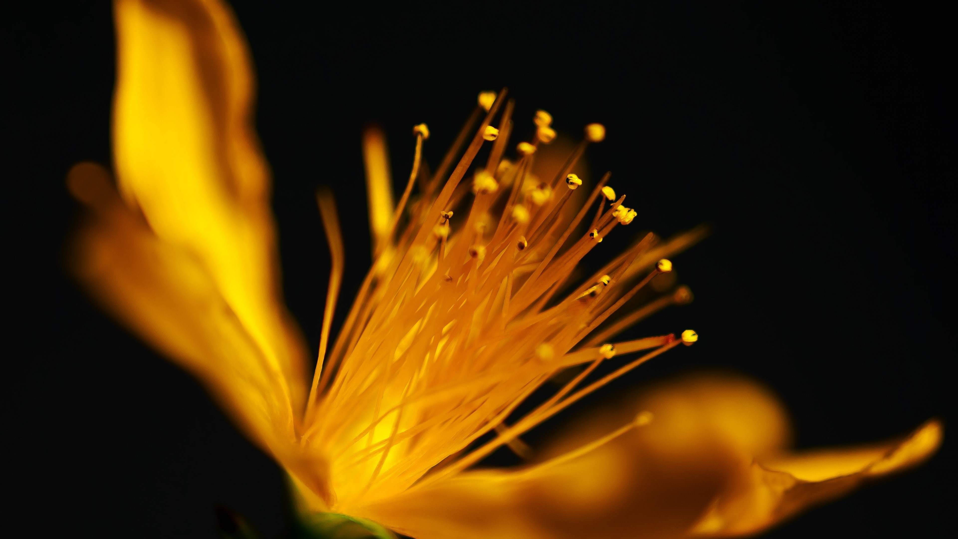 Flower Macro Petals HD Wallpaper