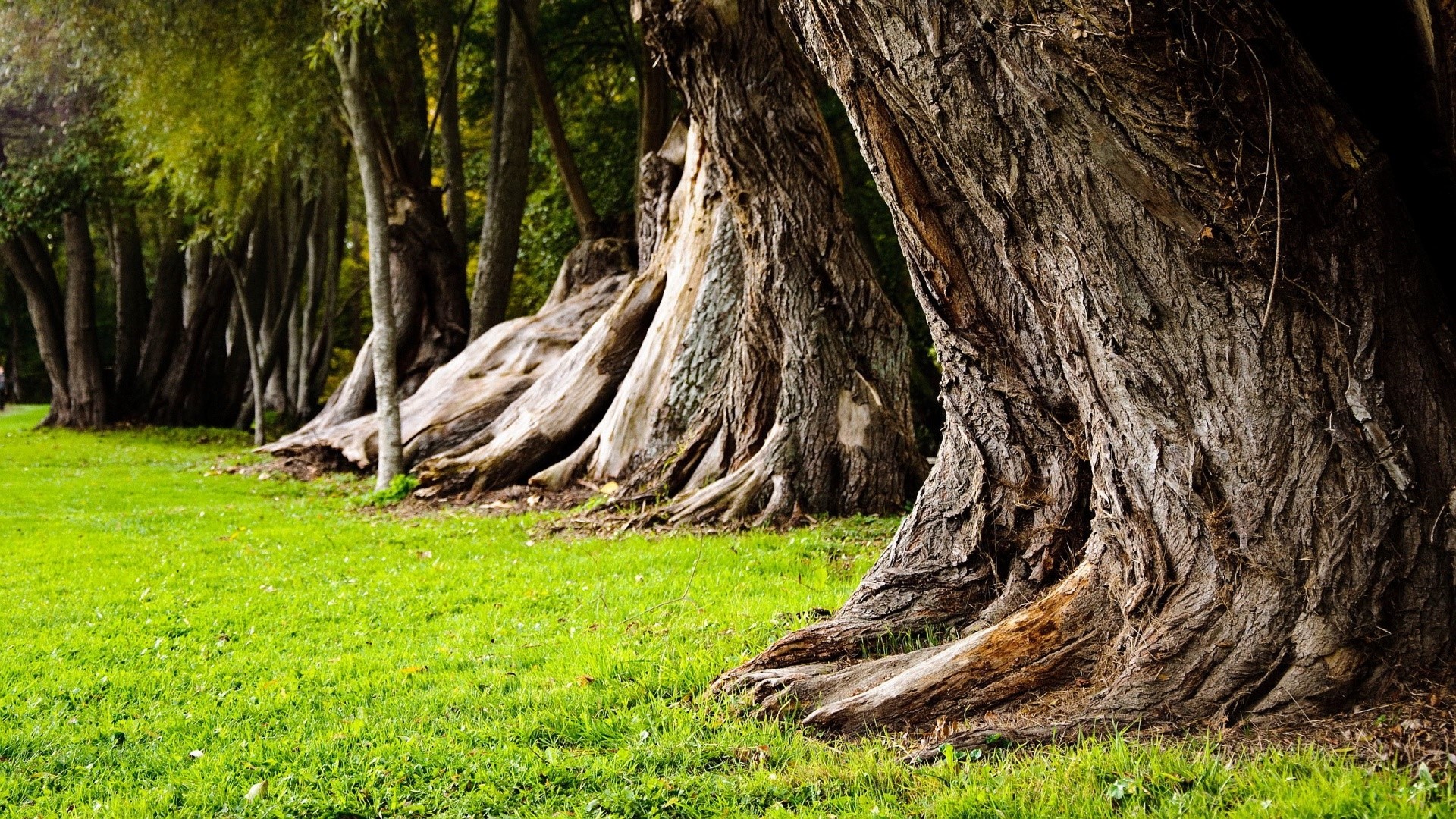 Row of large trees with gnarled bark in a park HD Wallpaper