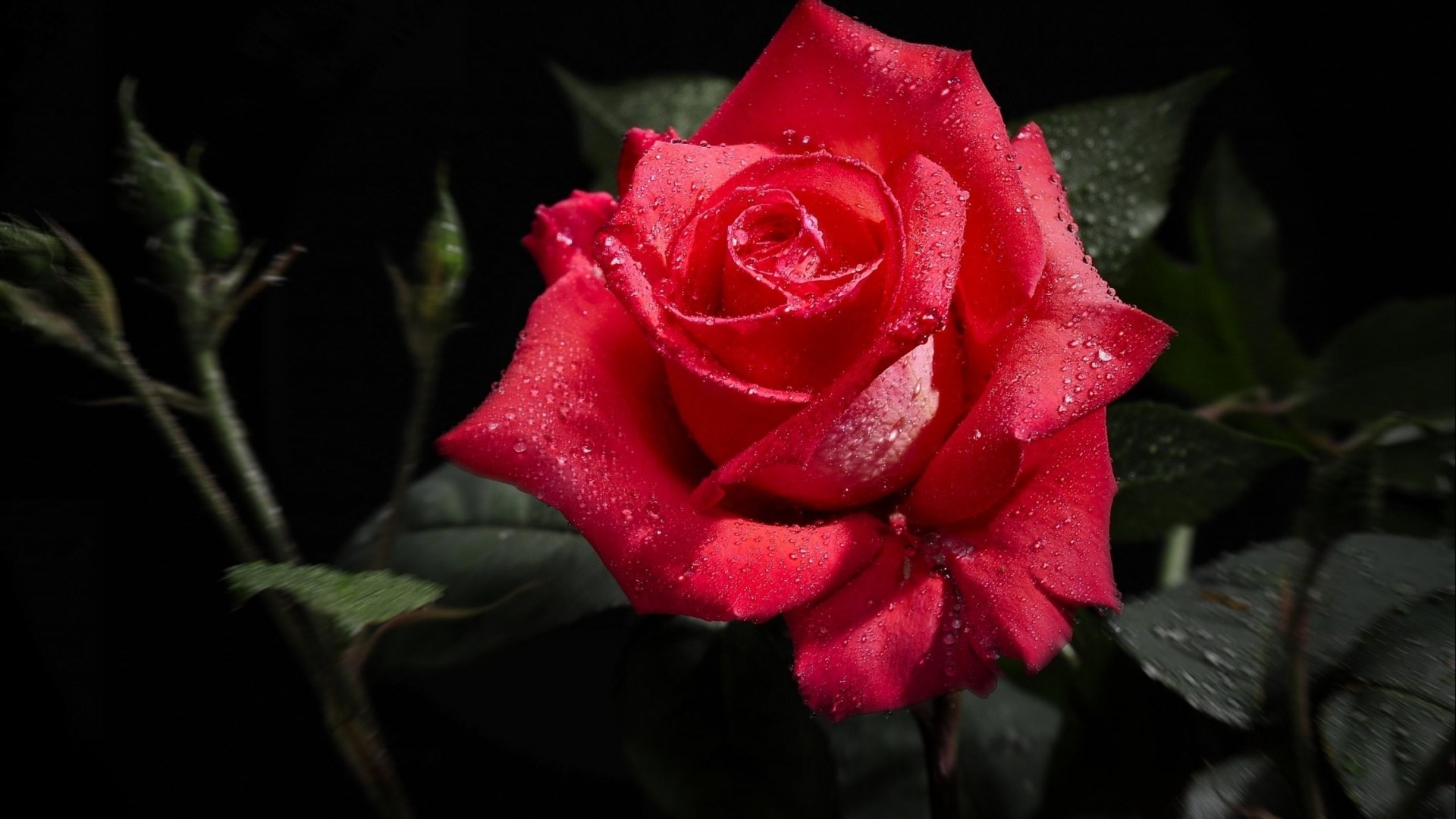 Red Rose with Water Droplets on Black Background HD Wallpaper