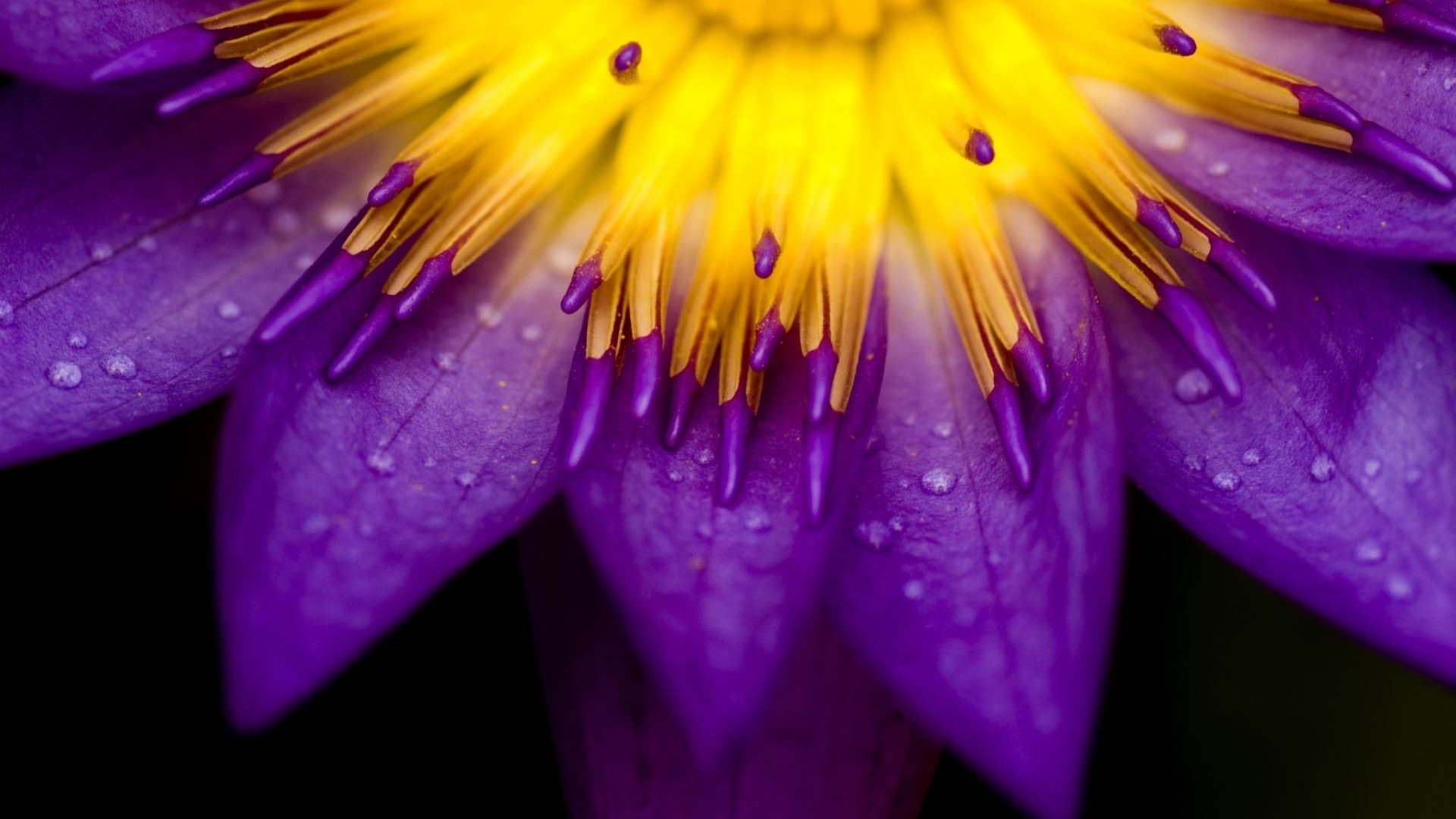 Close-up of a purple water lily with yellow center and water droplets HD Wallpaper