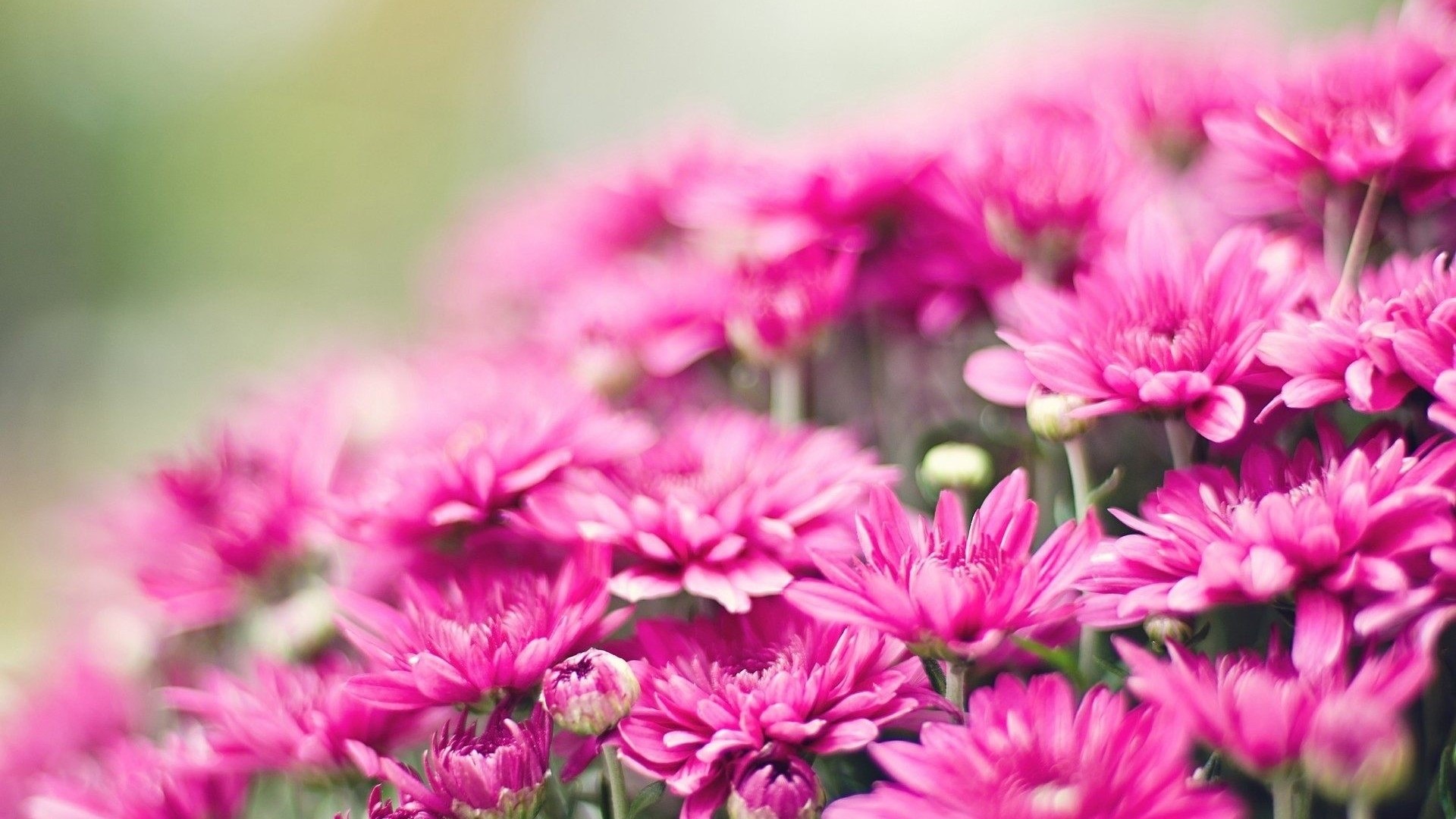 Close-up of bright pink chrysanthemums HD Wallpaper